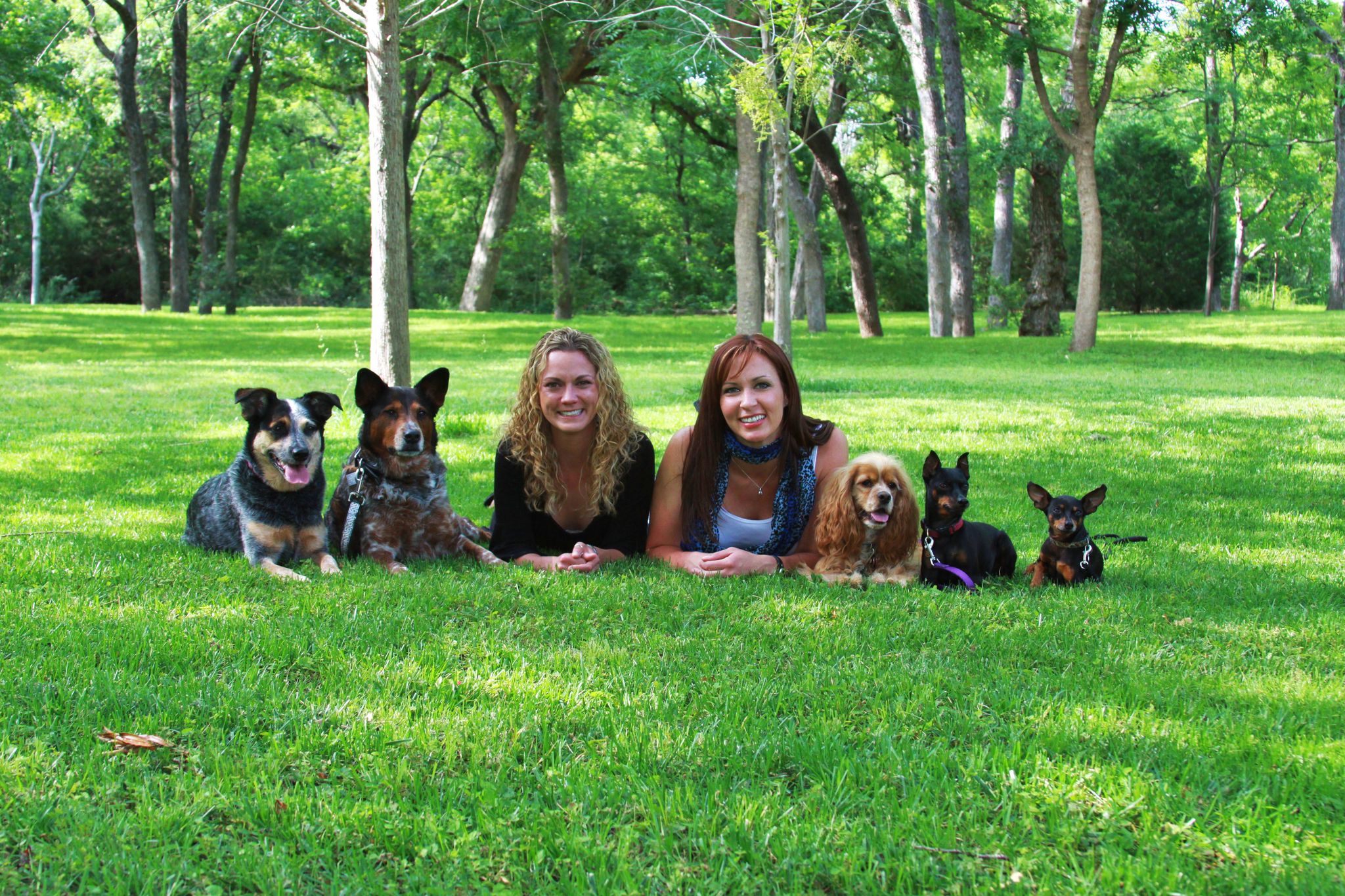 In our multitasking world, are board-and-train programs a dog parent's ...