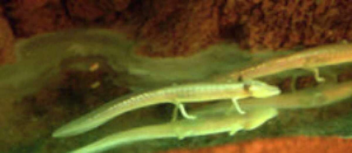 Blind salamanders are among species needing the Edwards Aquifer for survival.