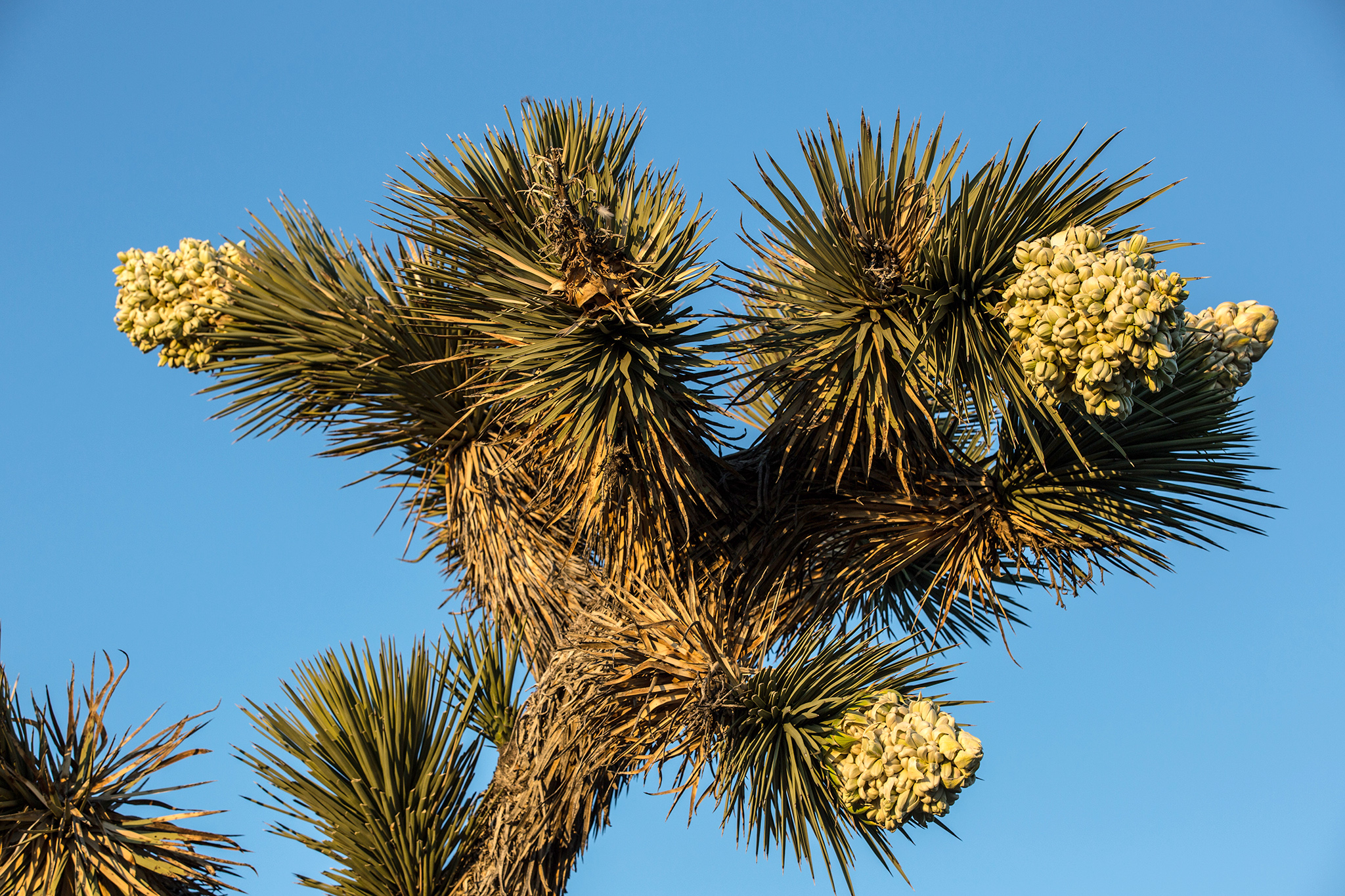 Joshua trees are flowering in the Calif. desert. That’s bad news. - SFGATE