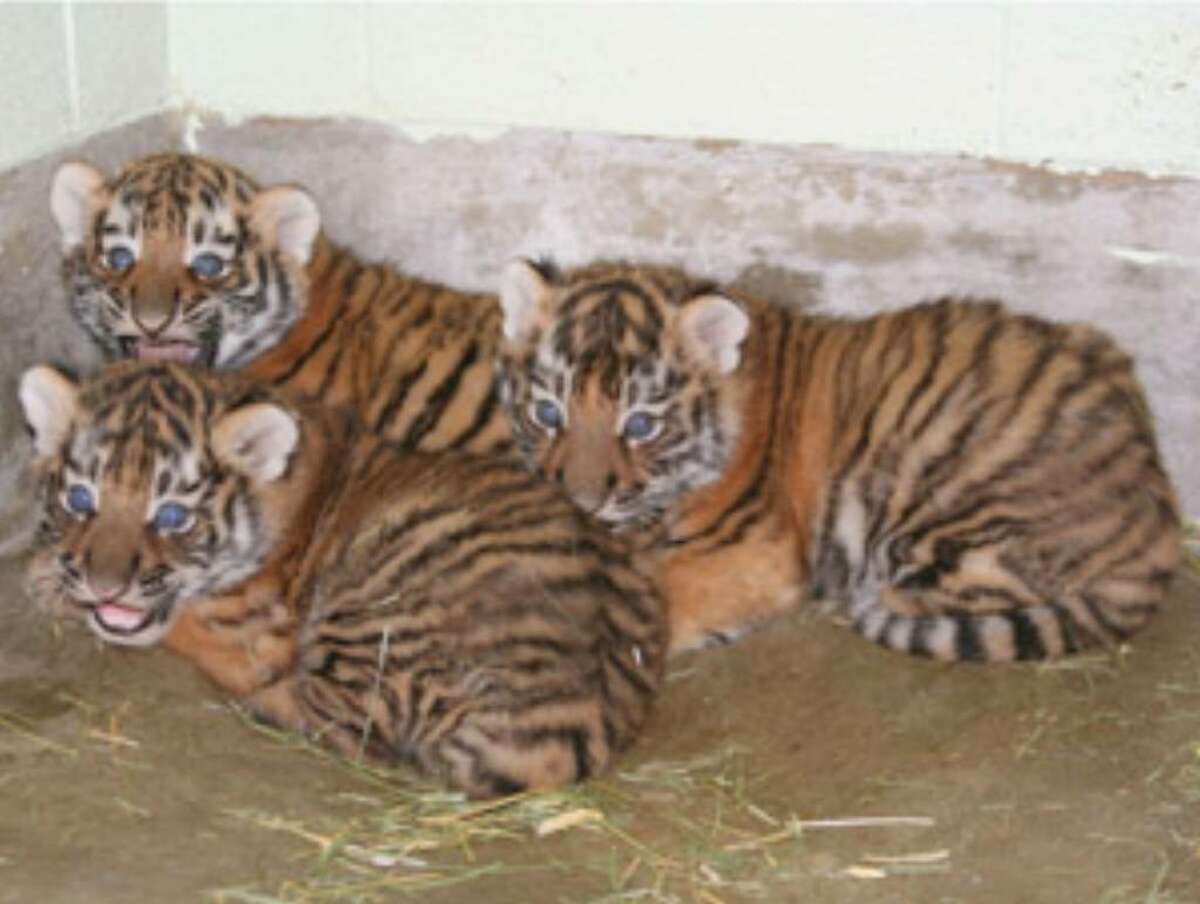 Three Endangered Amur Tiger Cubs Born at Minnesota Zoo