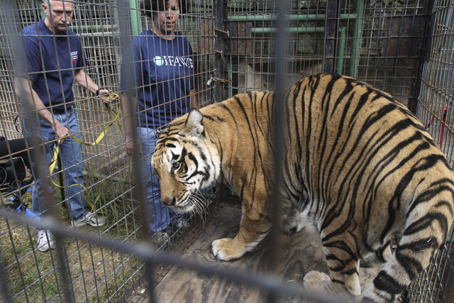 Tiger Rescue