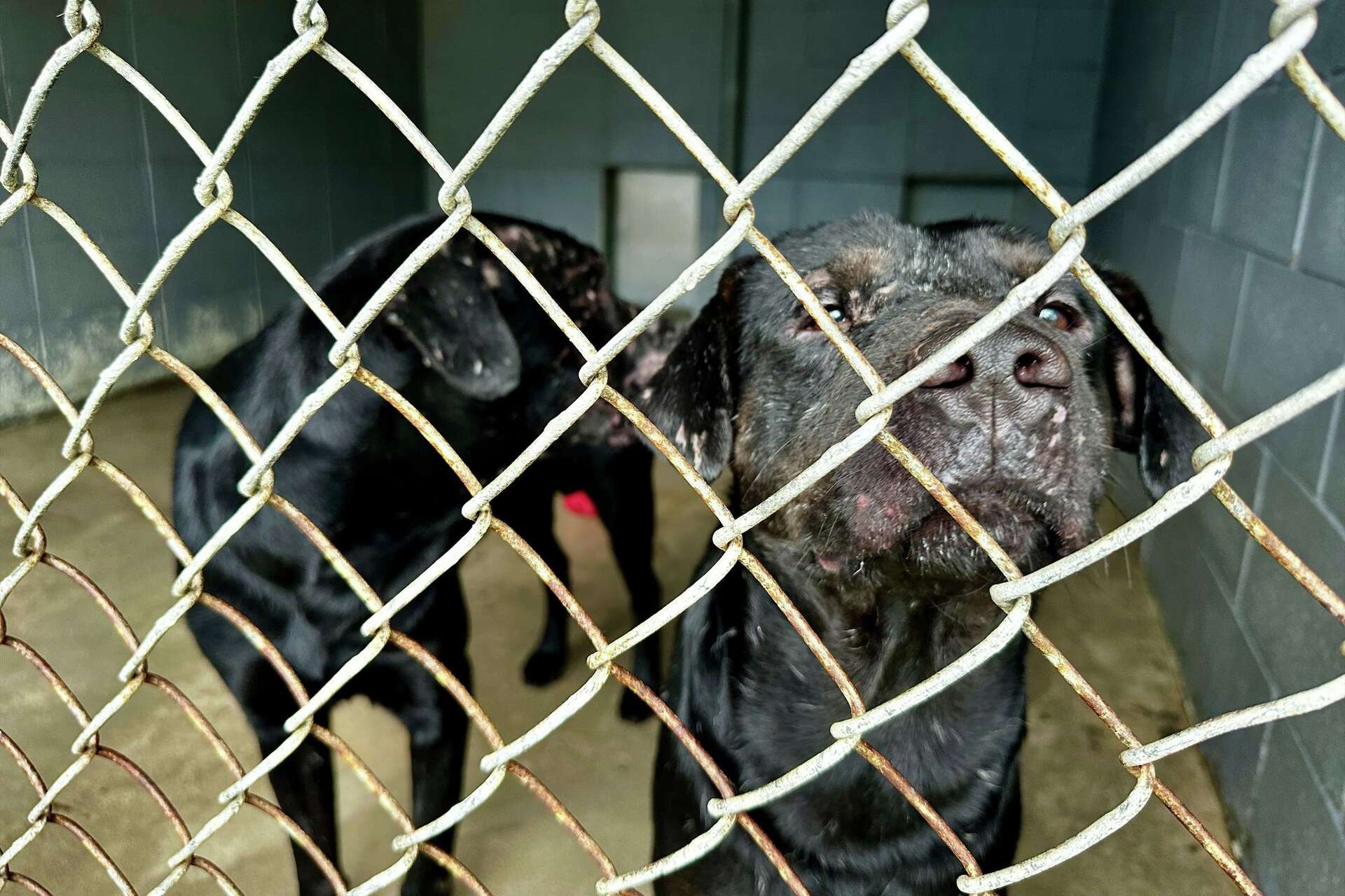 Animal advocates prepare to weather winter storm with 80 rescued dogs in a  Mississippi warehouse