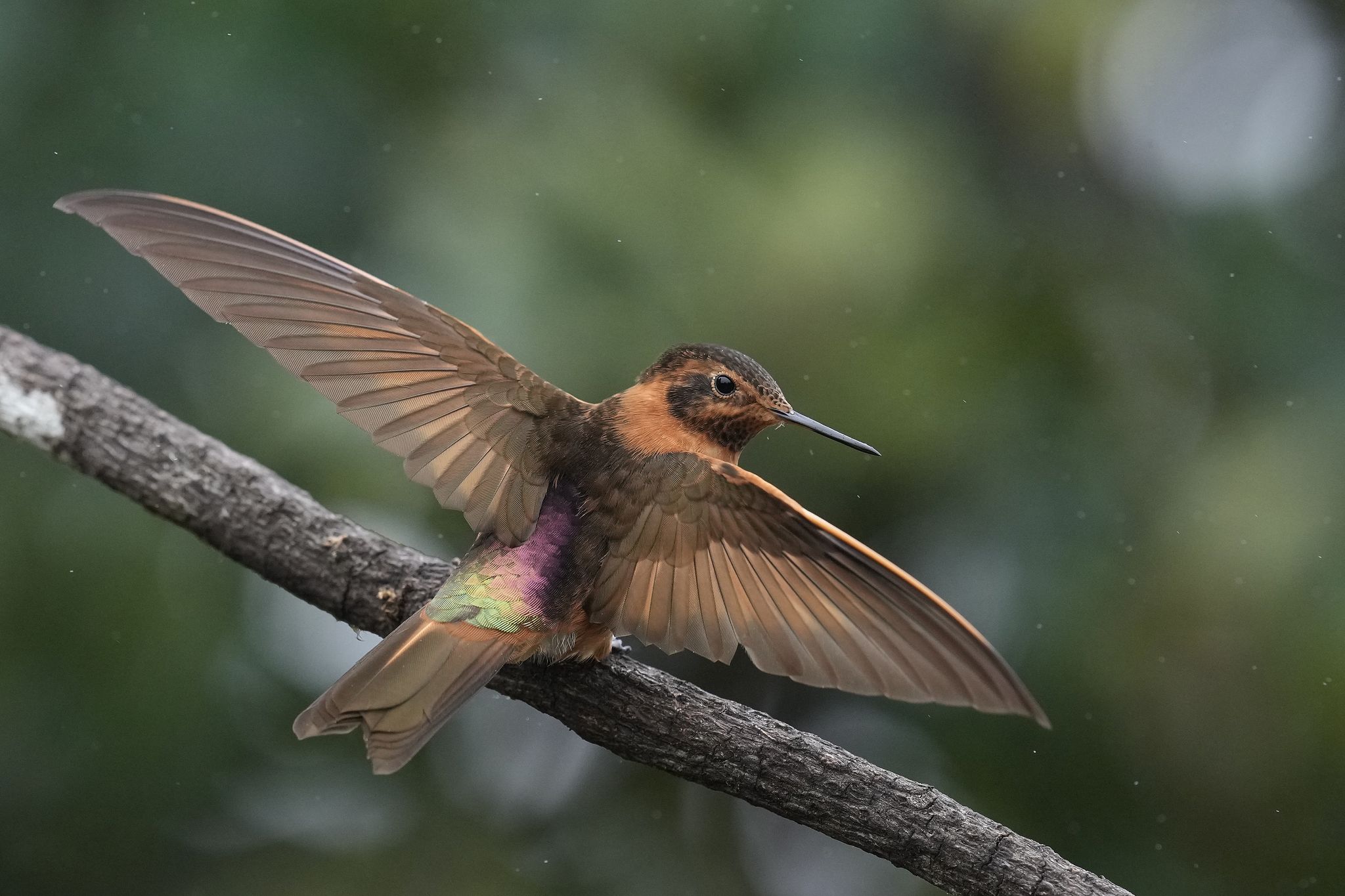 An ancient forest in Ecuador is the last stand for a tiny hummingbird ...
