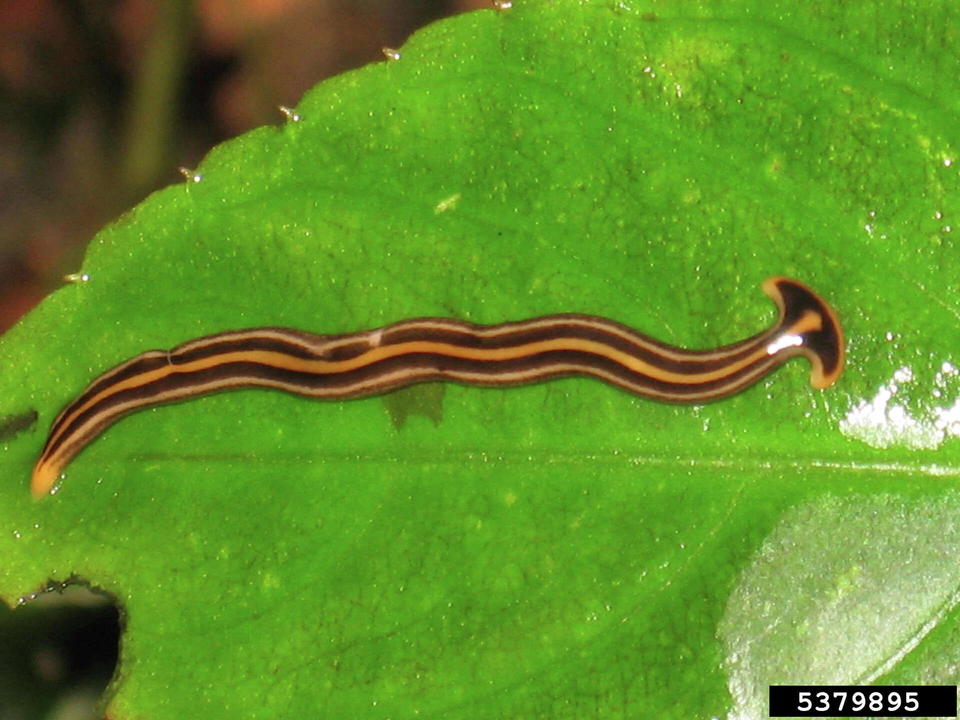 Toxic, invasive hammerhead worms spotted in North Texas