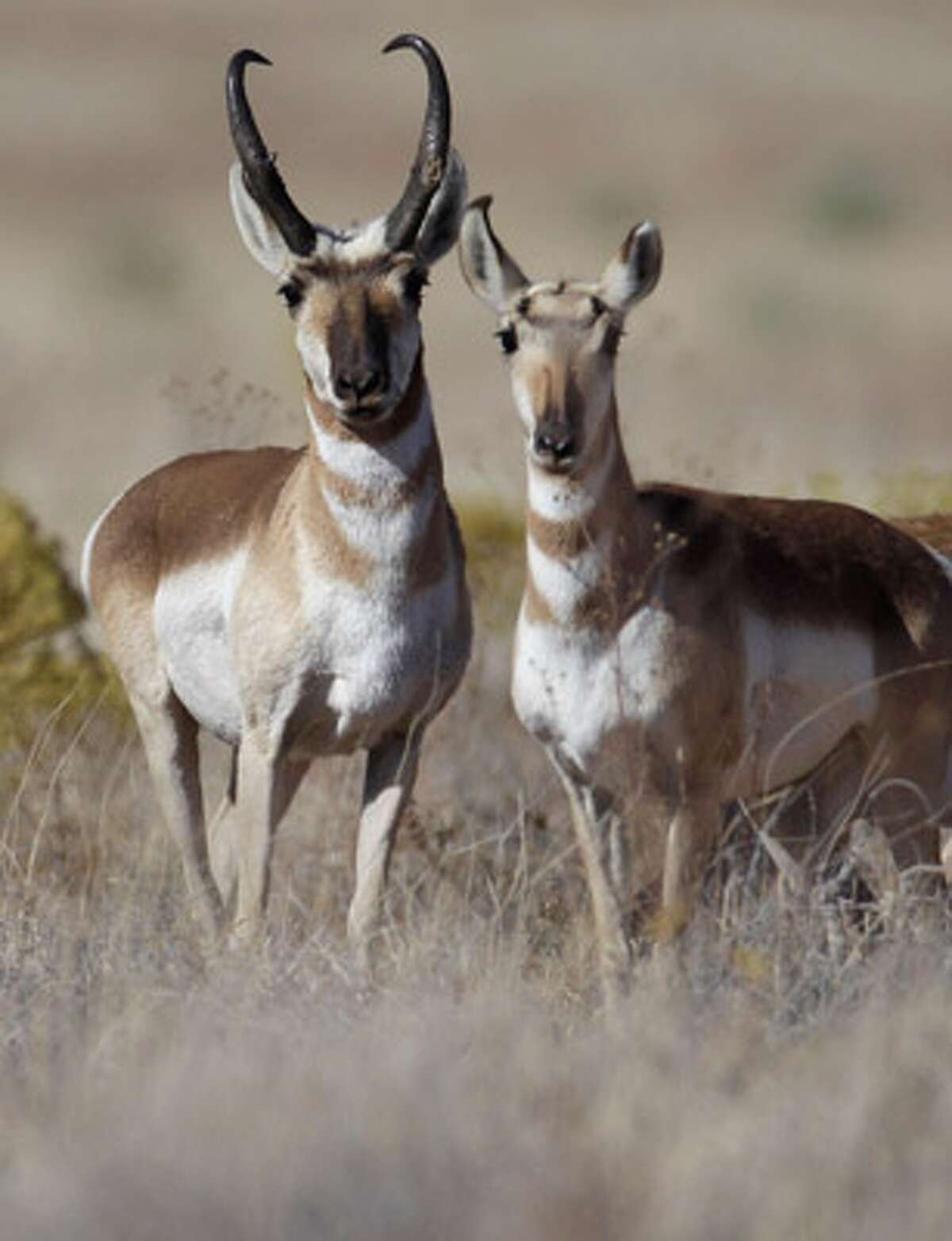 Pronghorn disappearing from West Texas