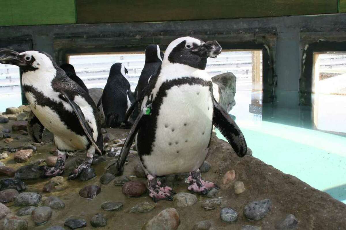 Visitors of the Maritime Aquarium at Norwalk can get up close and personal with the aquarium's visiting African penguin colony during the All Access Penguin tours.