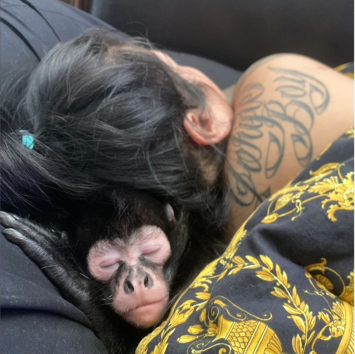 Dallas influencer pleads for her pet monkey back: 'Free Jorgie Boy'