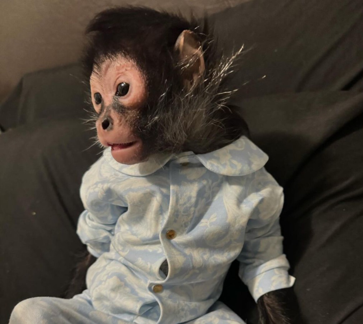 Dallas influencer threatens to sue over seized monkey Jorgie Boy