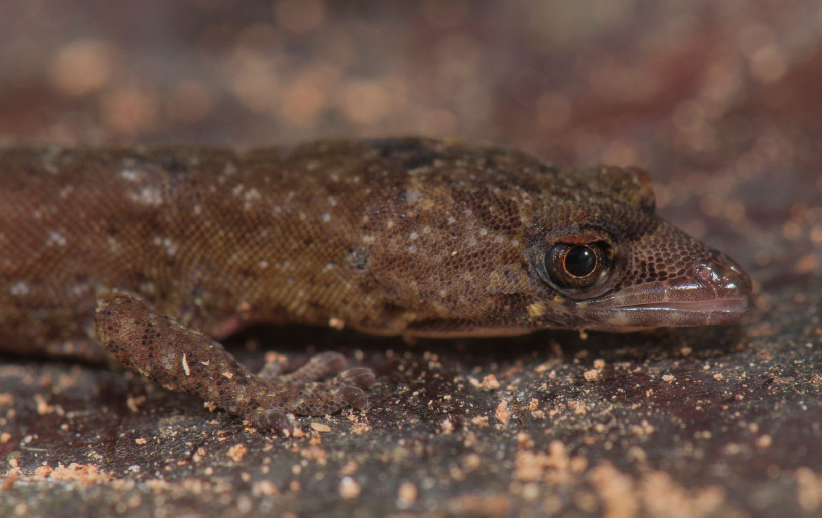Lesser Gecko UTA scientists discover new miniature gecko species