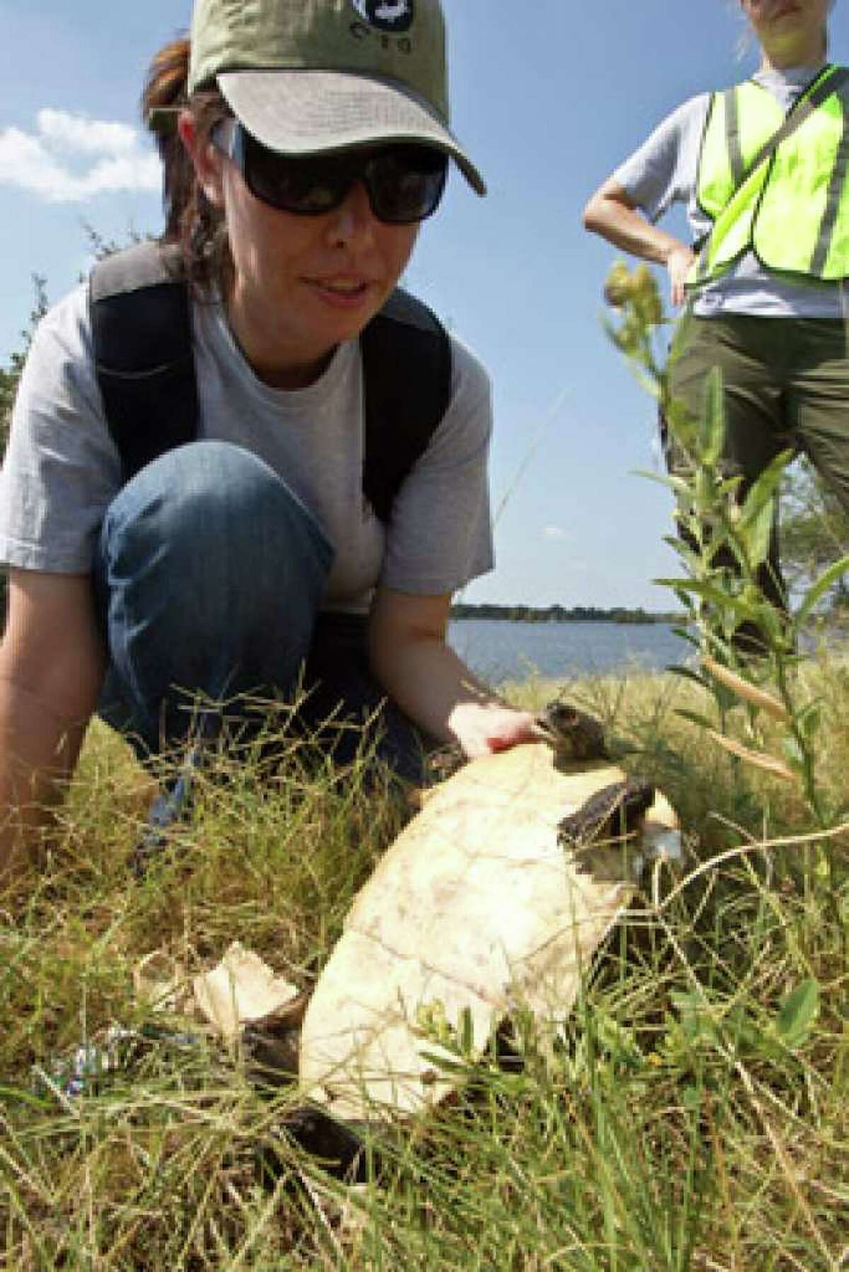 turtle-carnage-causing-concern