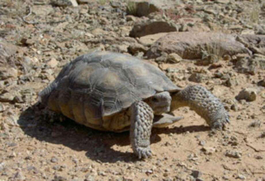 Feds to consider protections for desert tortoise - San Antonio Express-News