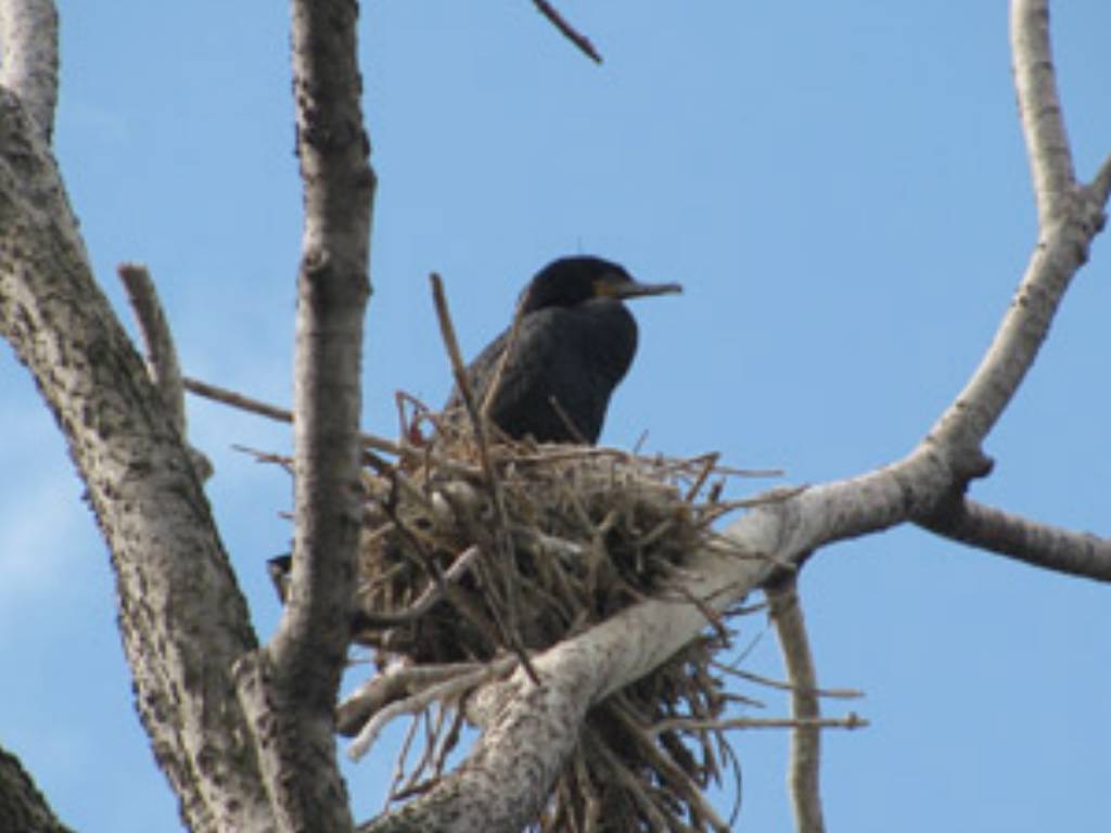 Governments killing onceendangered cormorants
