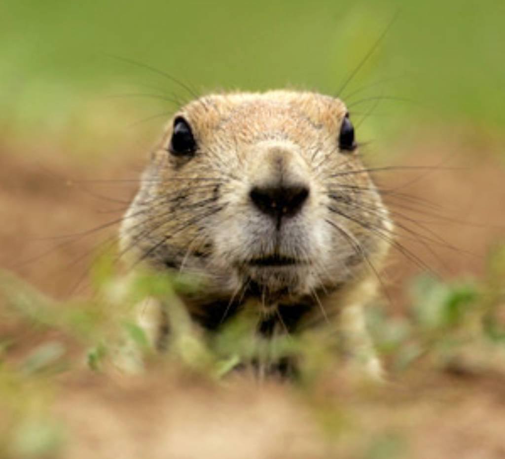 Conservationists sue EPA over prairie dog poison