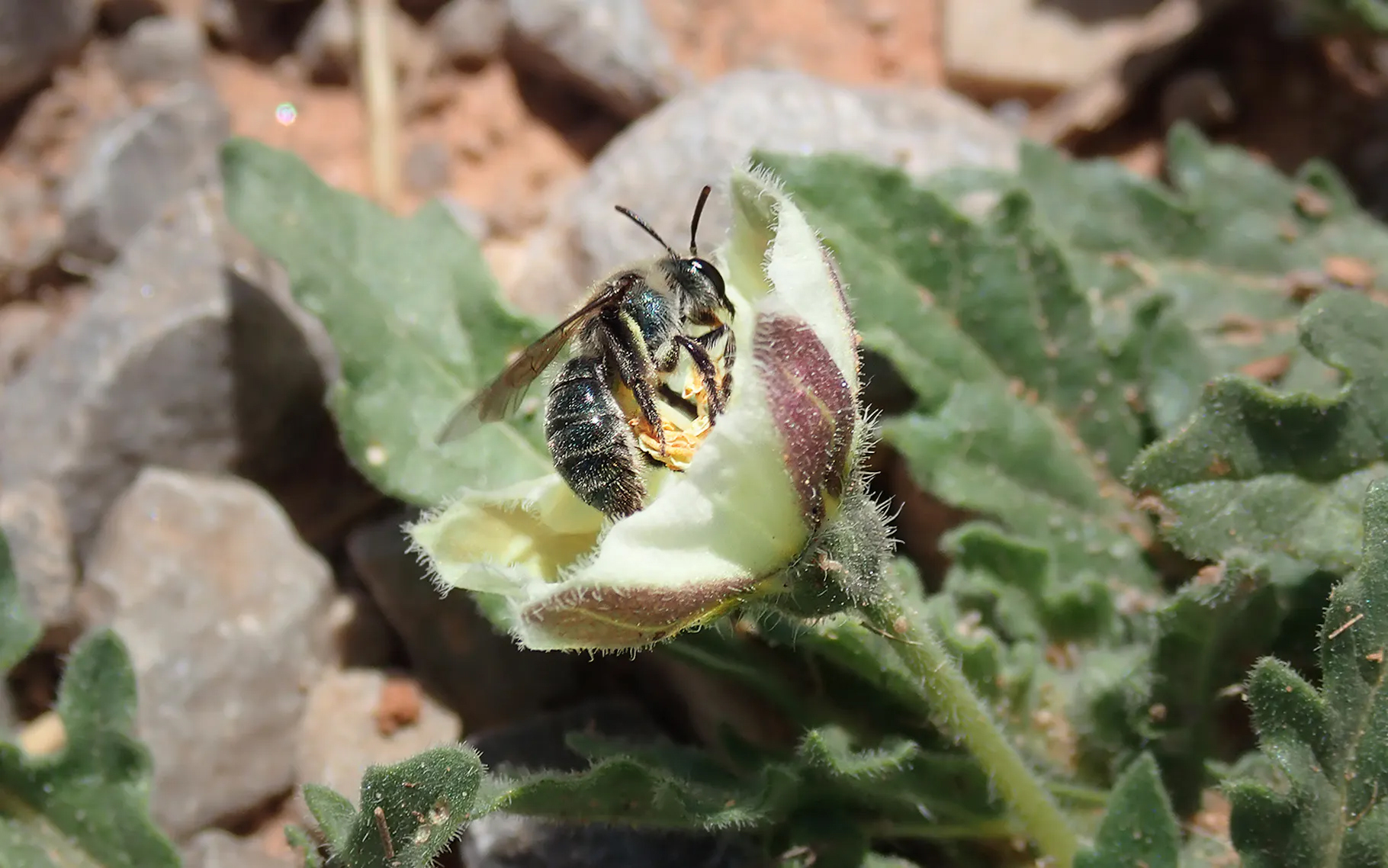 New, blue bee found by researchers in Texas and Oklahoma