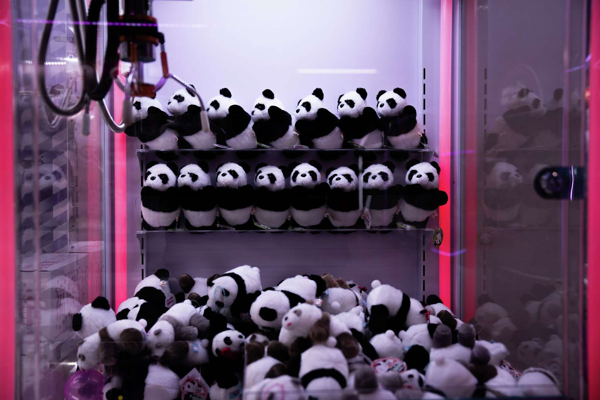 The last two pandas in Japan are leaving for China as ties are