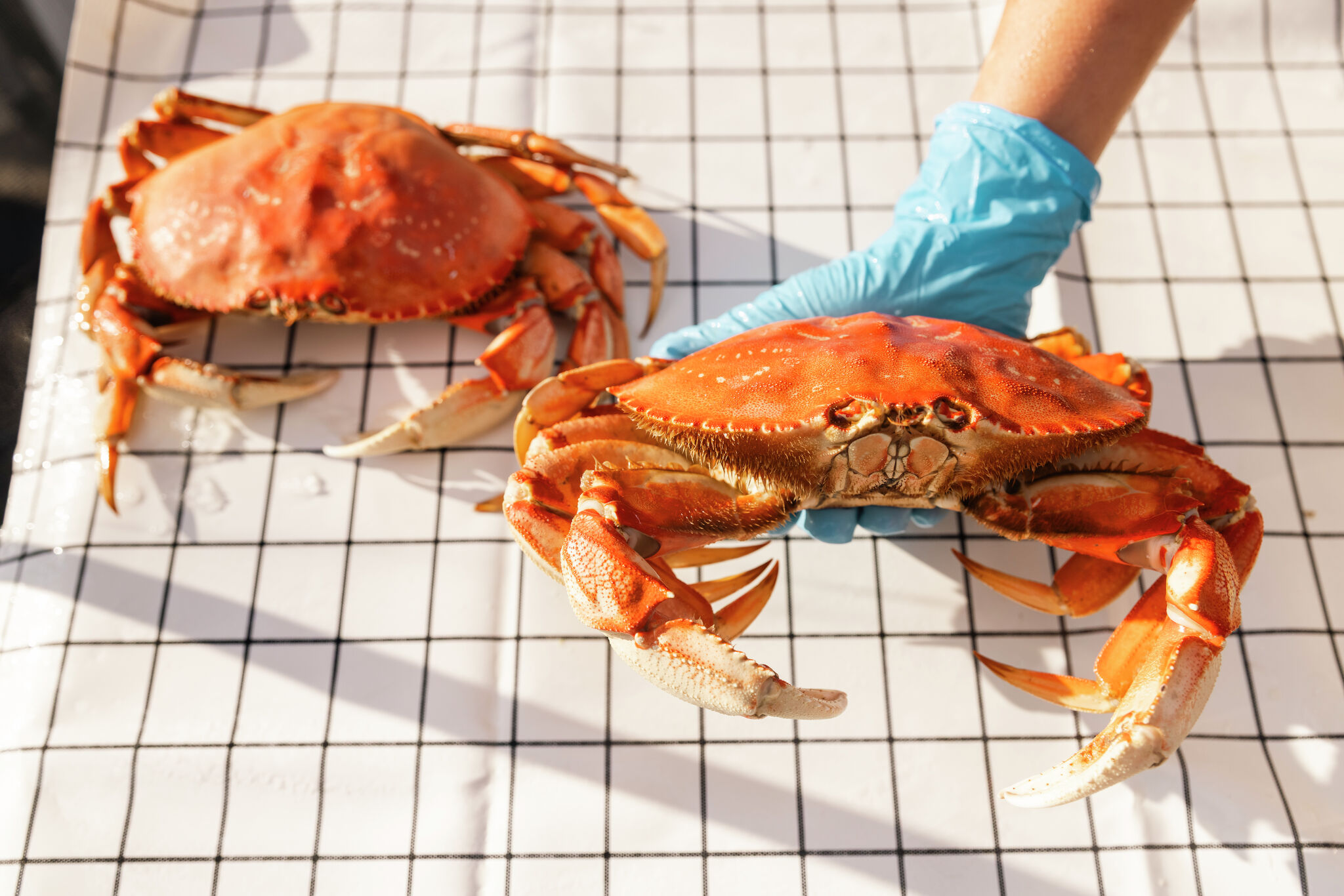 SF's Fisherman's Wharf offers new way to get Dungeness crab