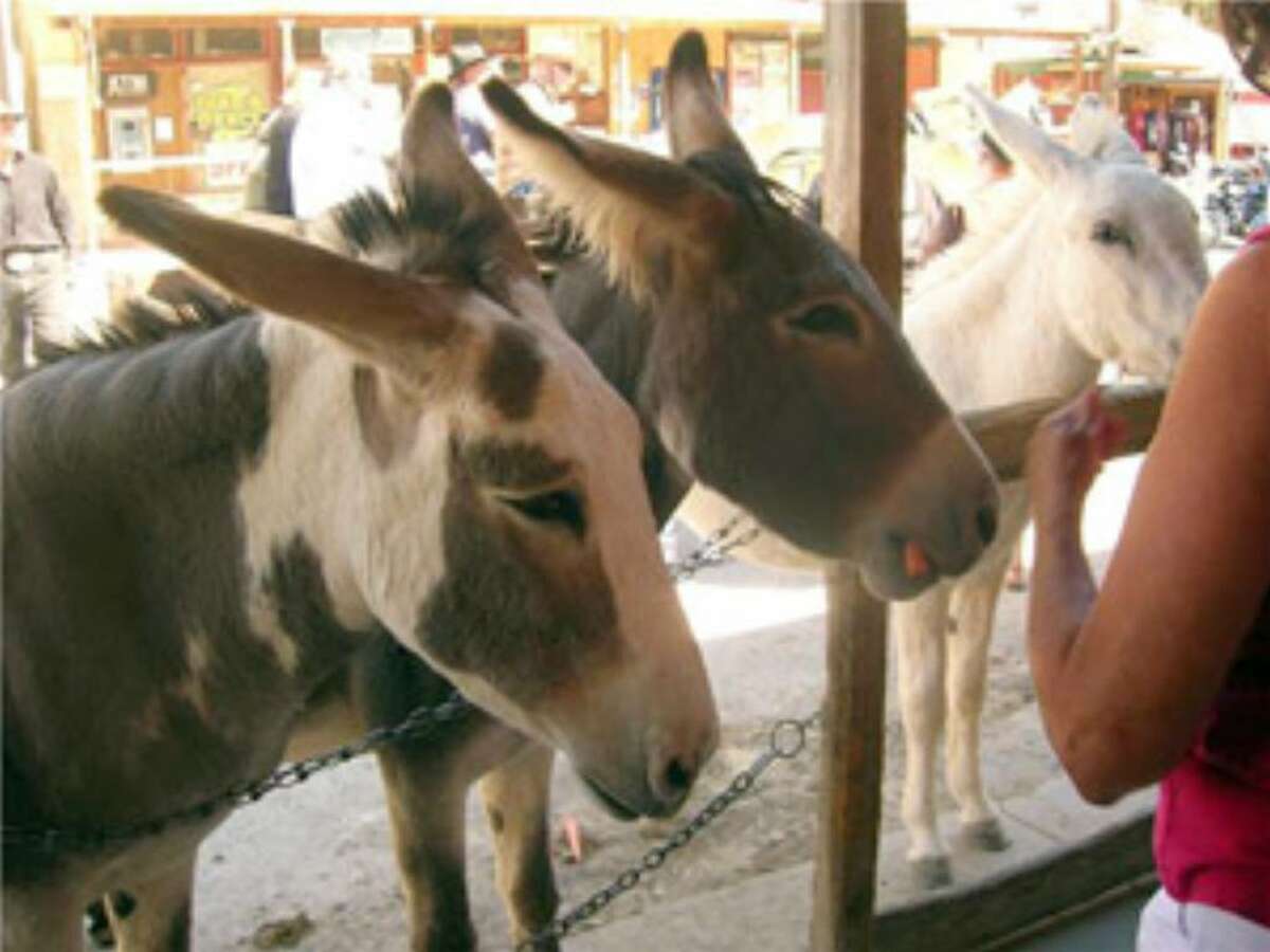 Burros lined up outside a store front in Oatman, Ariz., are fed carrots by a passer-by in this October 2008 photo. The U.S. Bureau of Land Management is asking tourists to stop feeding the burros because they are overweight.