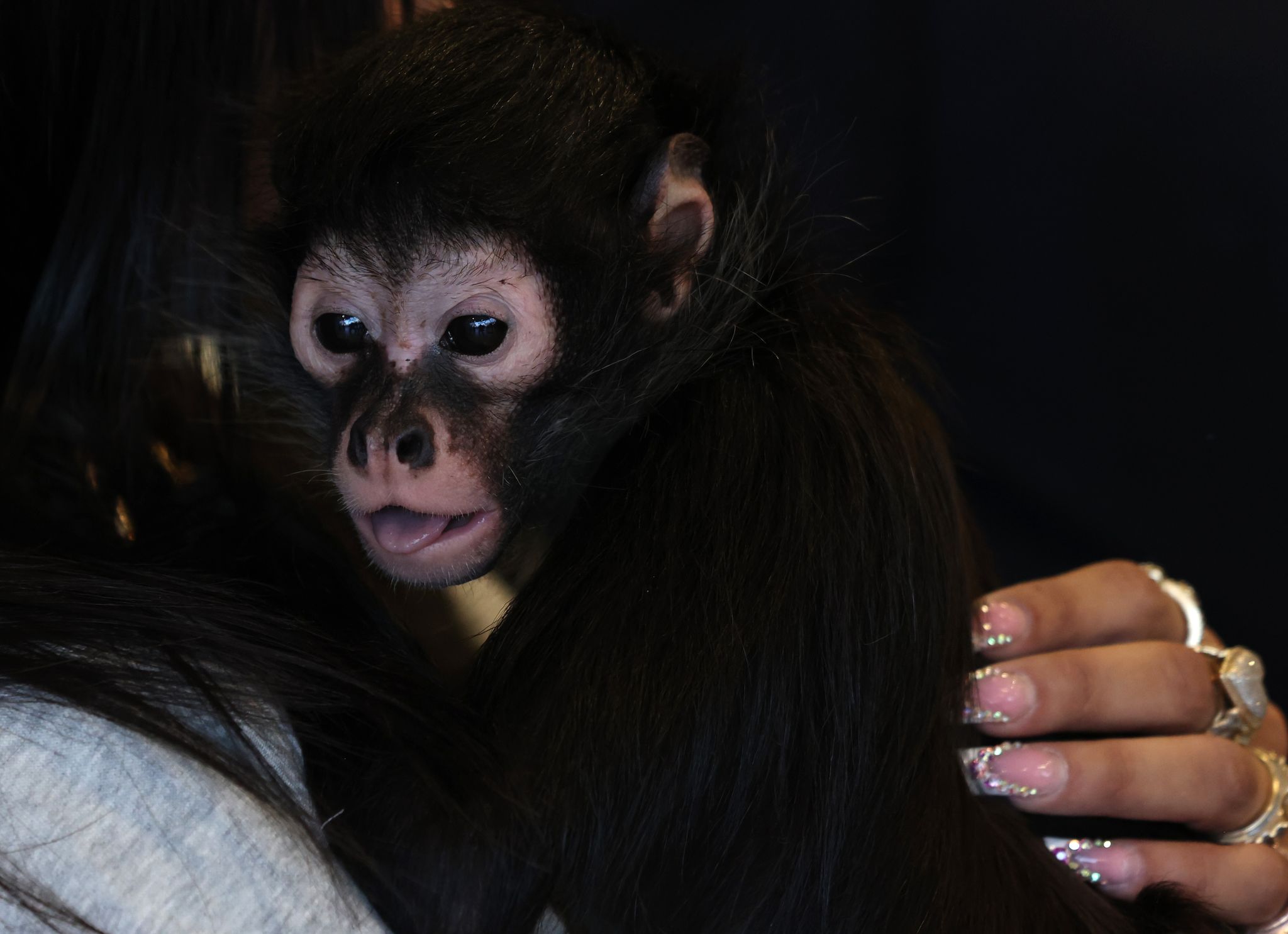 If Jorgie Boy the monkey could talk