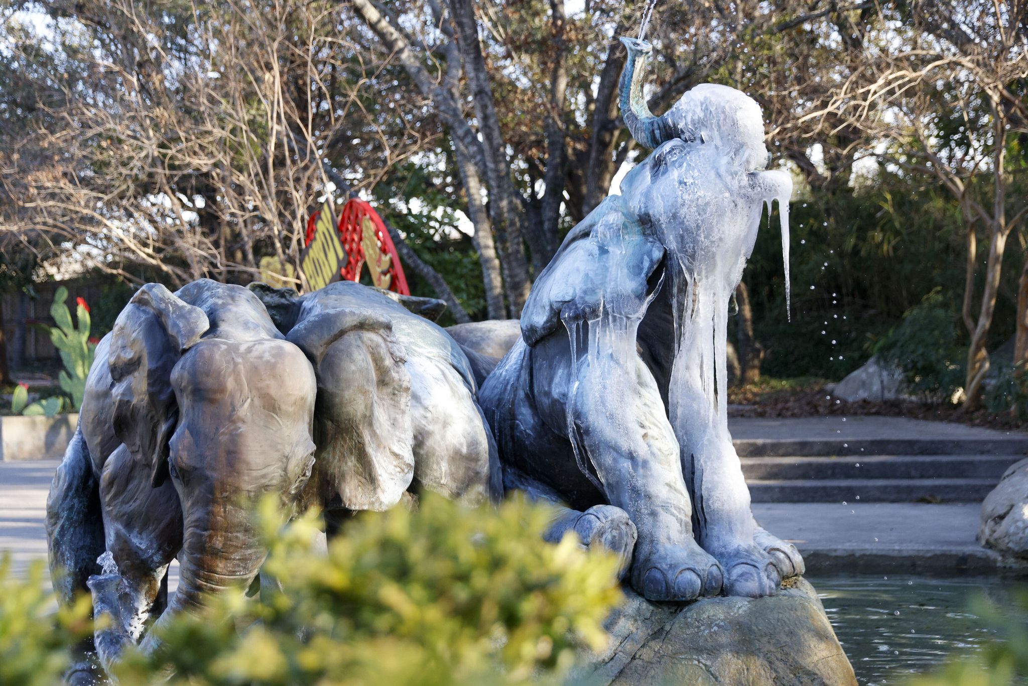 Dallas winter weather: Zoo prepares animals for cold, ice, snow