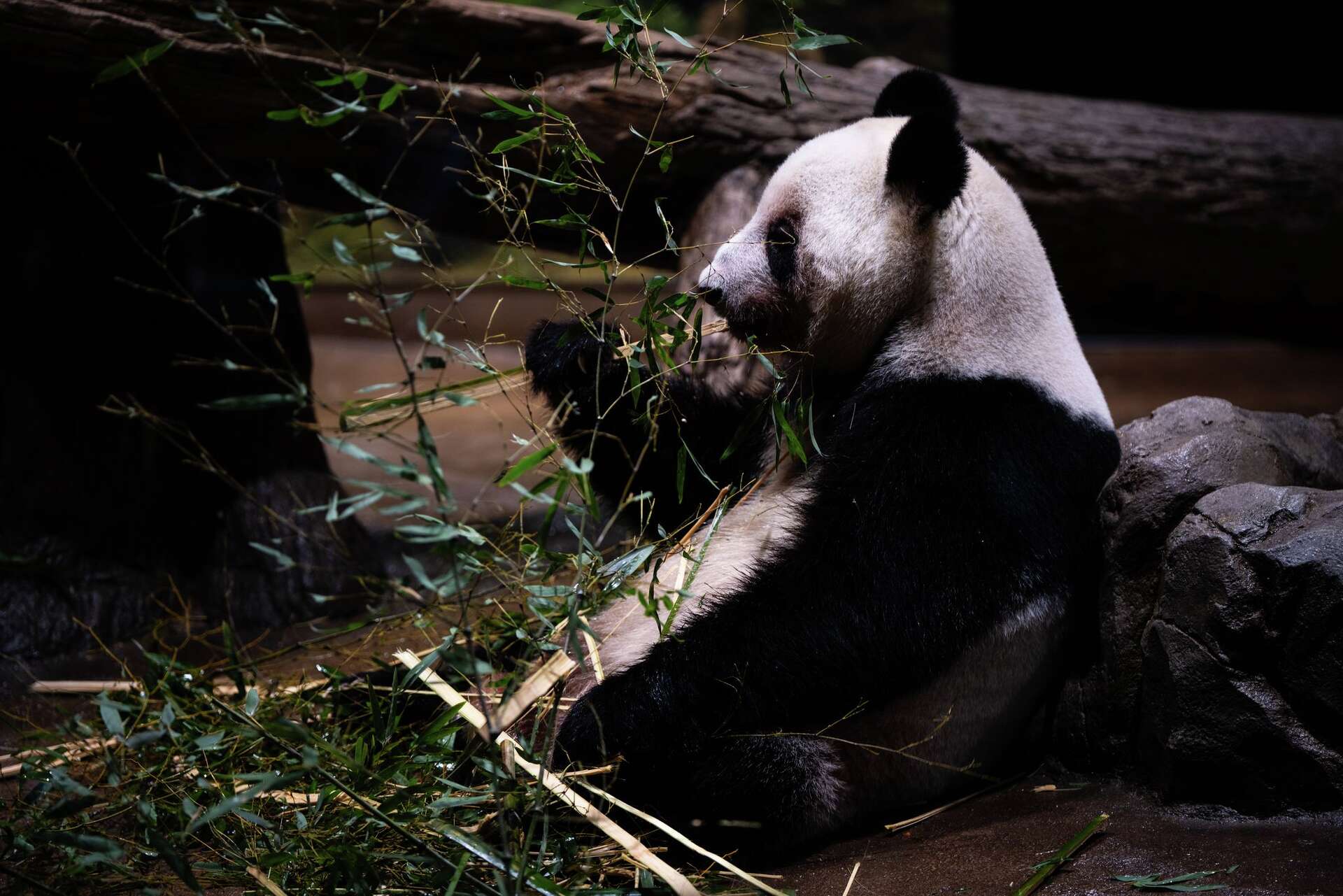 The last 2 pandas in Japan are leaving for China as ties are strained