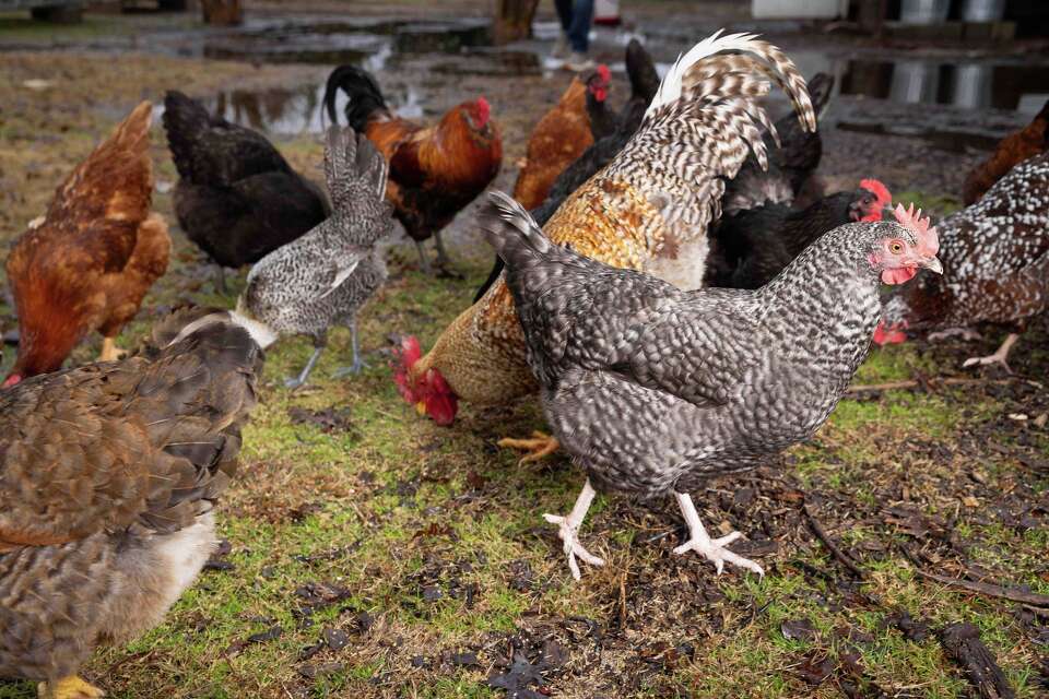 Texas Roster Chicken Texas chickens getting more attention amid demand for eggs