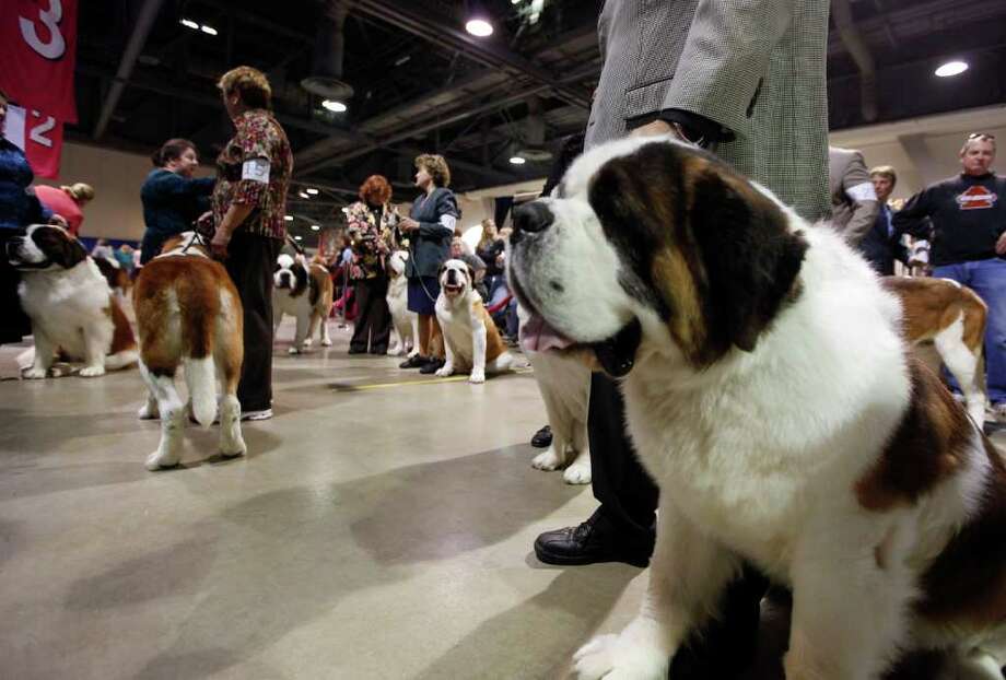 AKCEukanuba National Championship Dog Show Times Union