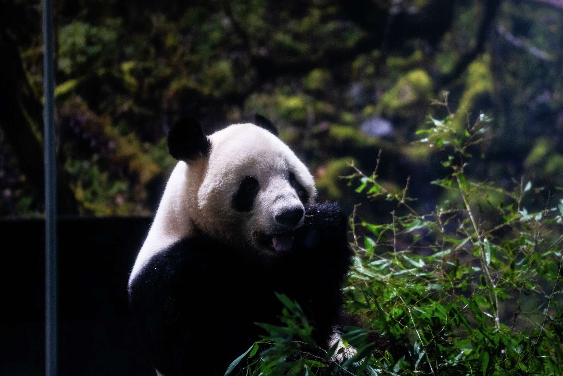 The last 2 pandas in Japan are leaving for China as ties are strained