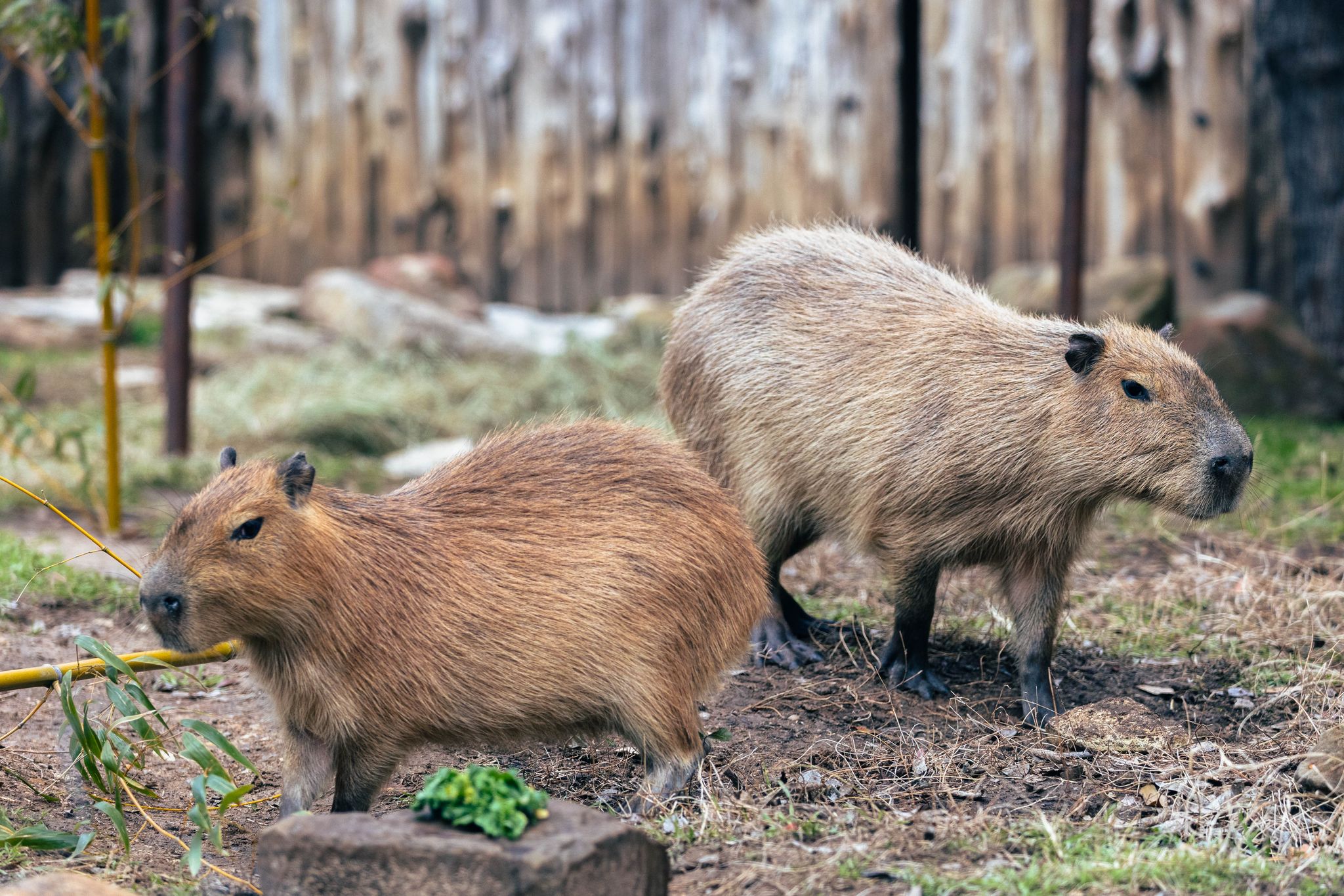Dallas Zoo welcomes three capybara siblings