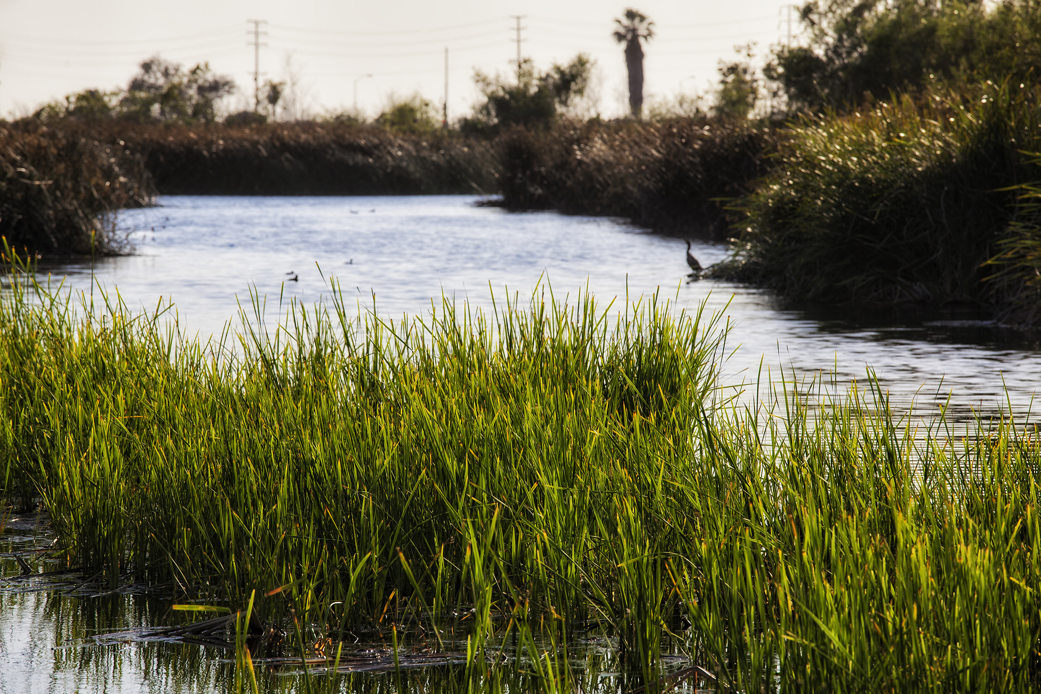 'Guarded but hopeful': Calif. sea lion cheats death twice
