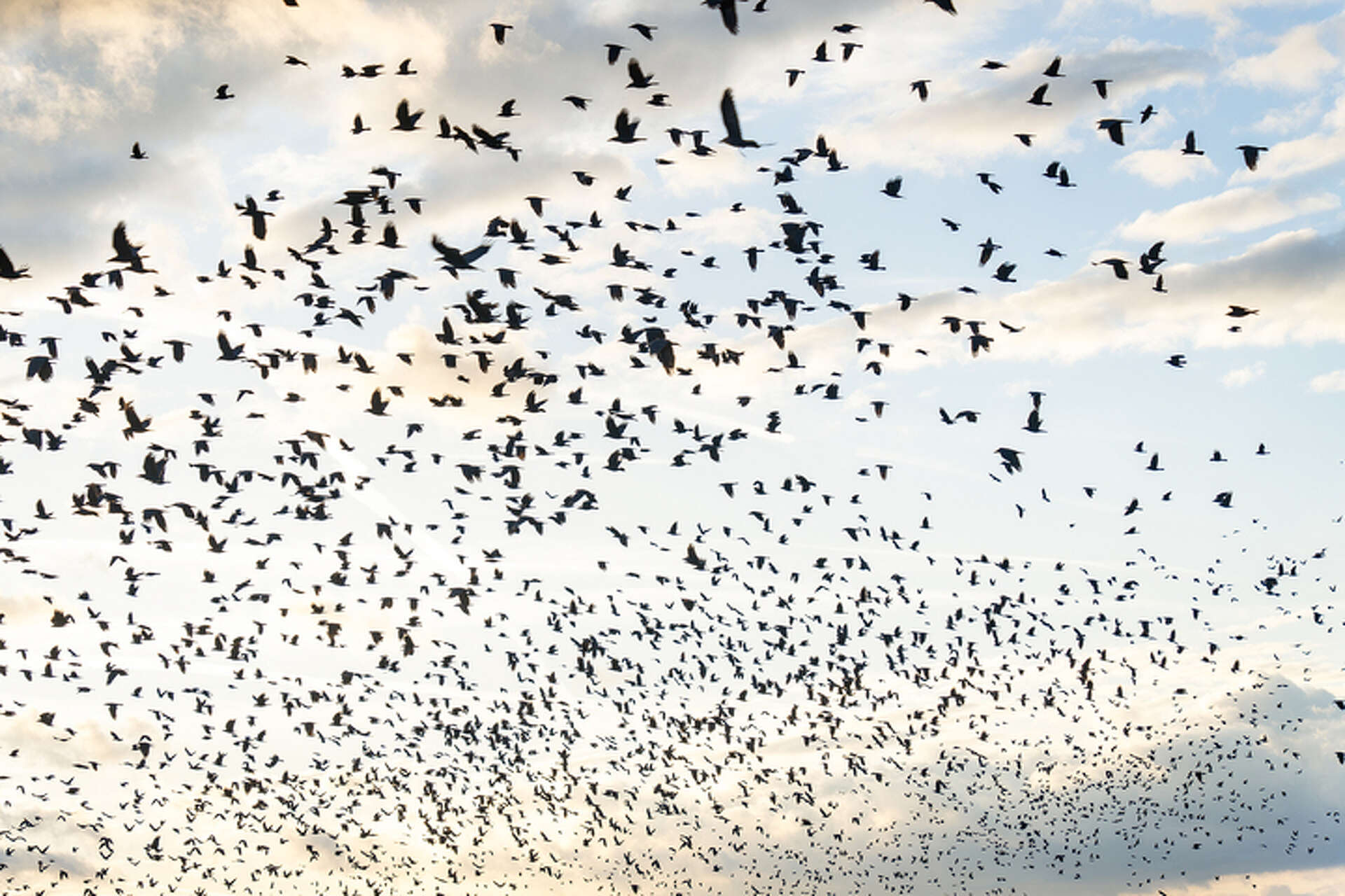 Why crow populations are higher than ever in San Francisco