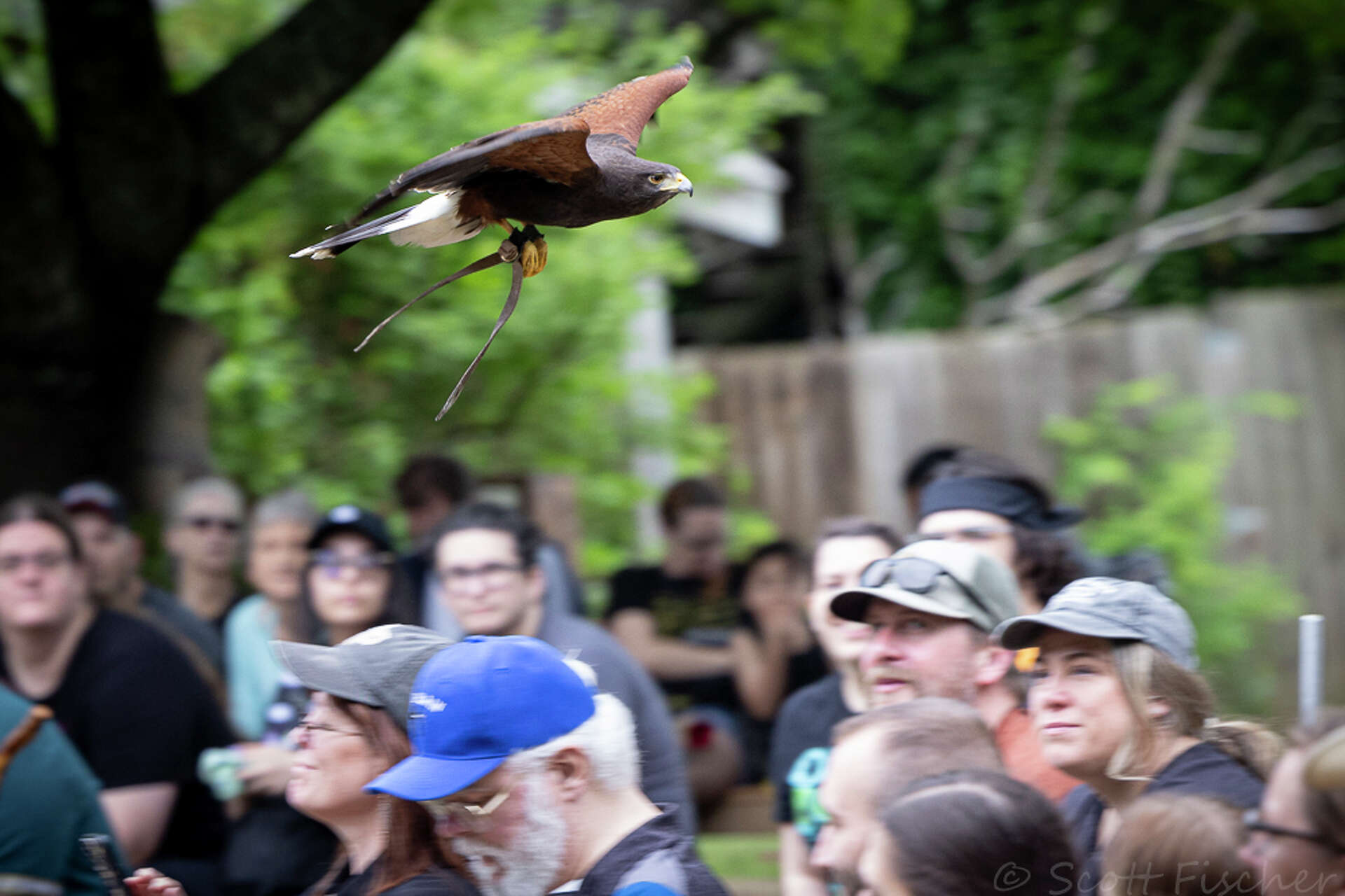 Petersfeild Raptor Raptors put on a show at a RenFair in Waxahachie