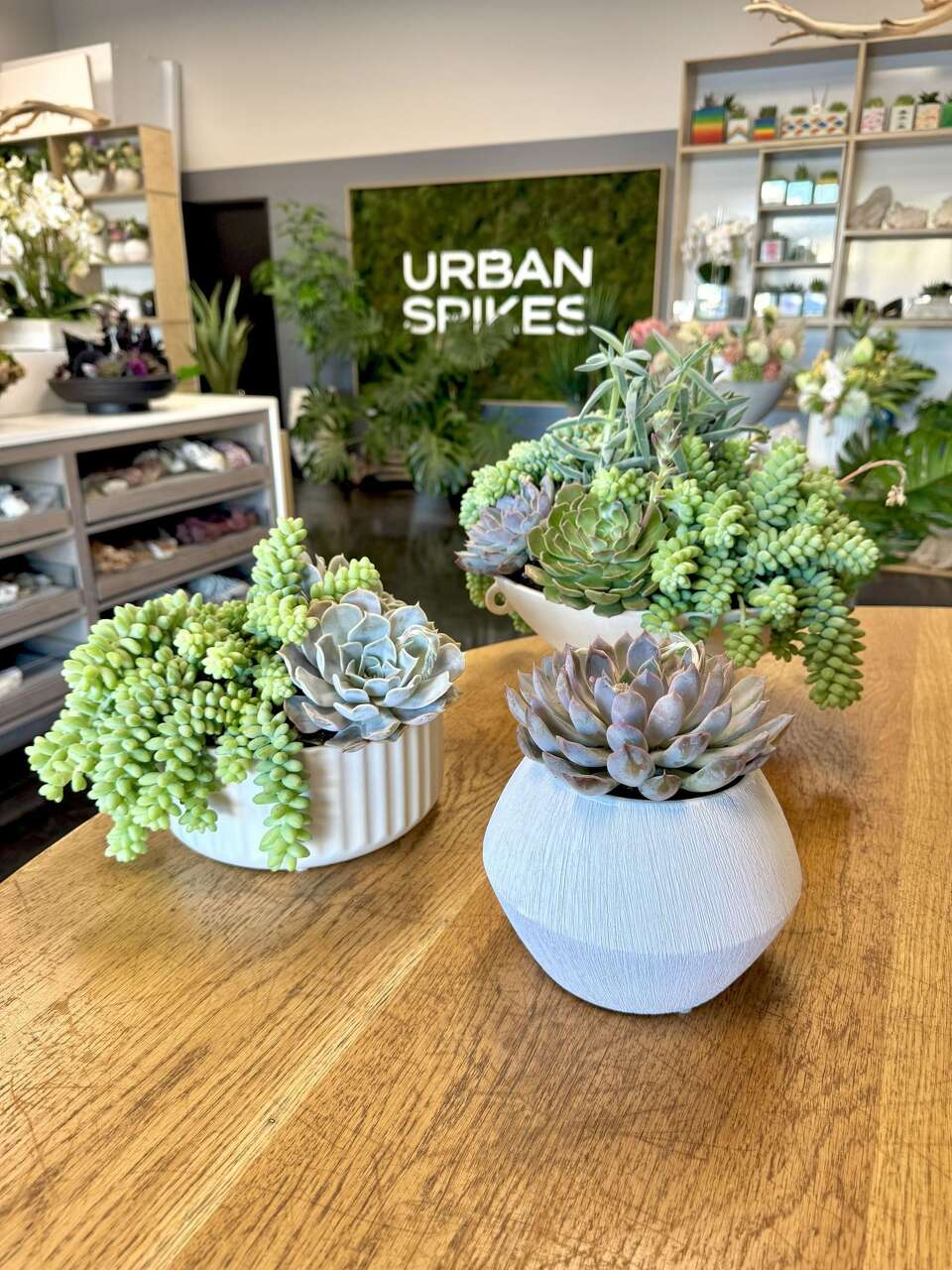 Thriller, filler and spiller' - A guide to creating a no-fuss succulent  container garden