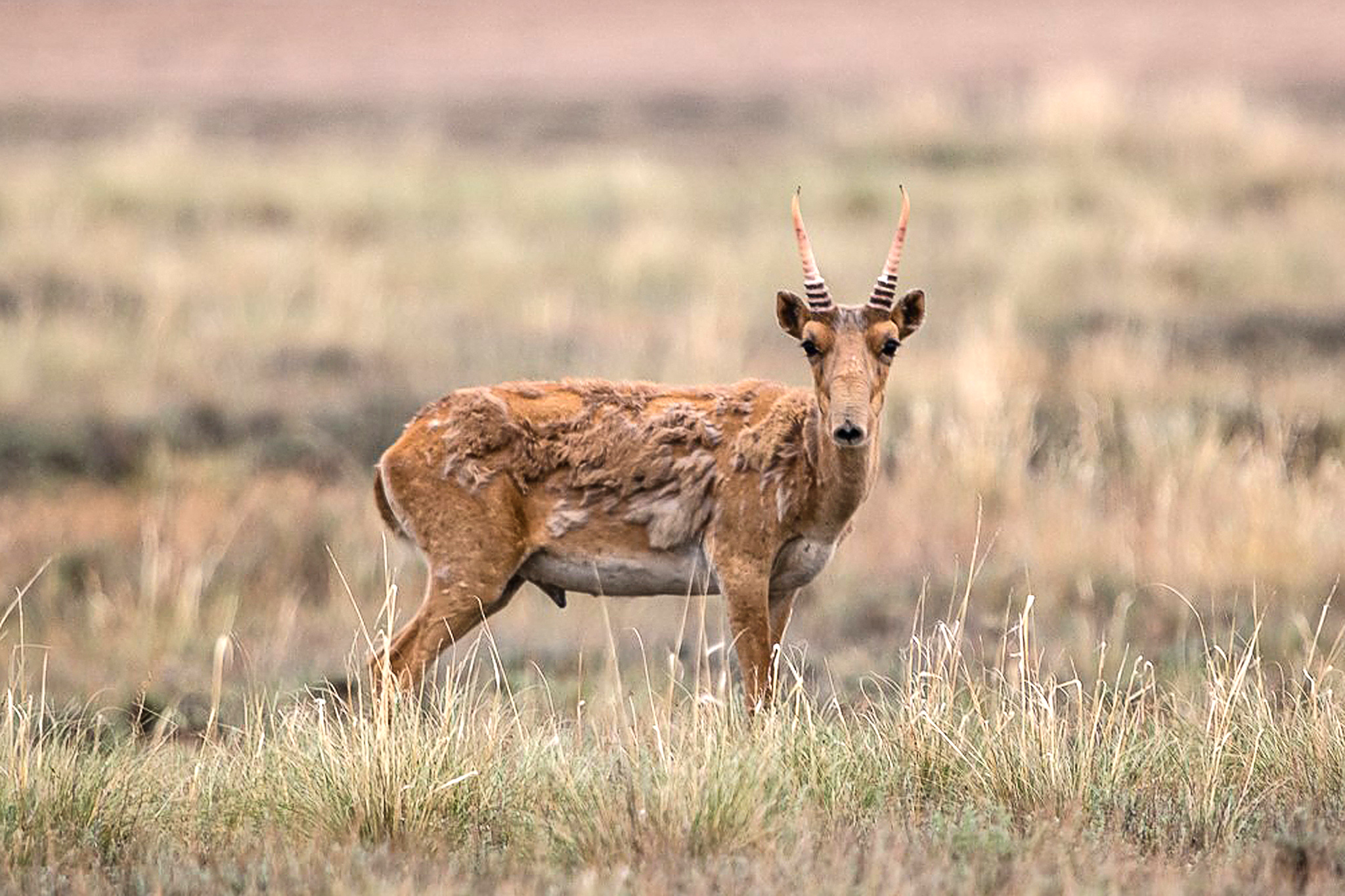 Calif. investigation uncovers underground market for endangered wildlife parts