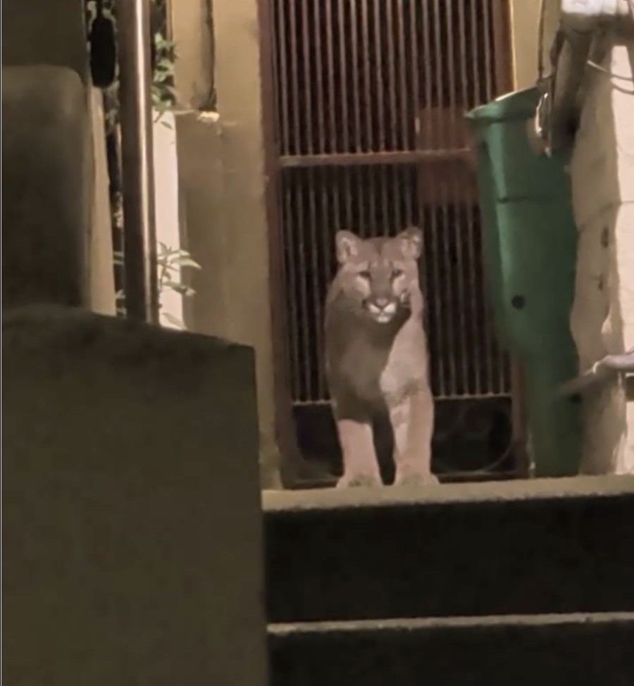‘One paw away from my jugular’: A San Francisco nurse’s harrowing encounter with the lion - sfchronicle.com