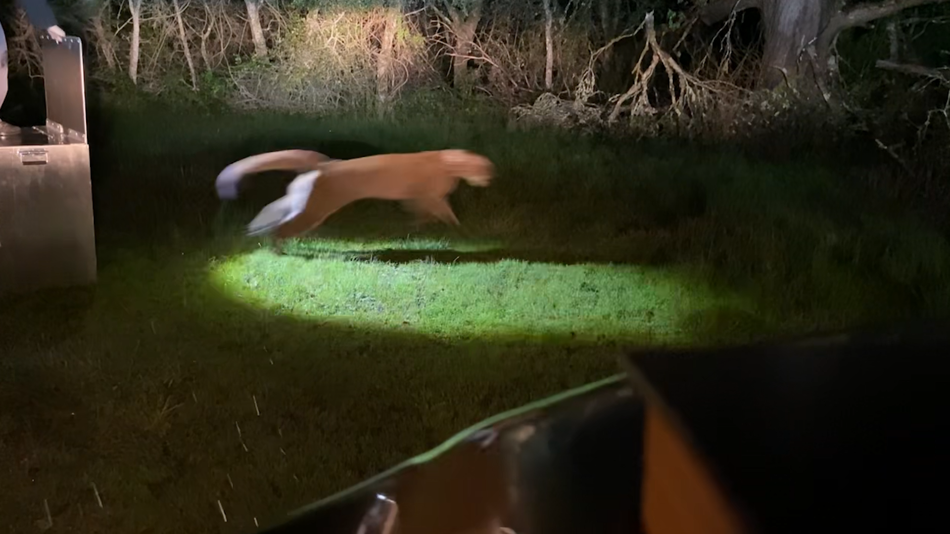 Video shows San Francisco mountain lion bounding into the wild after release - sfchronicle.com image
