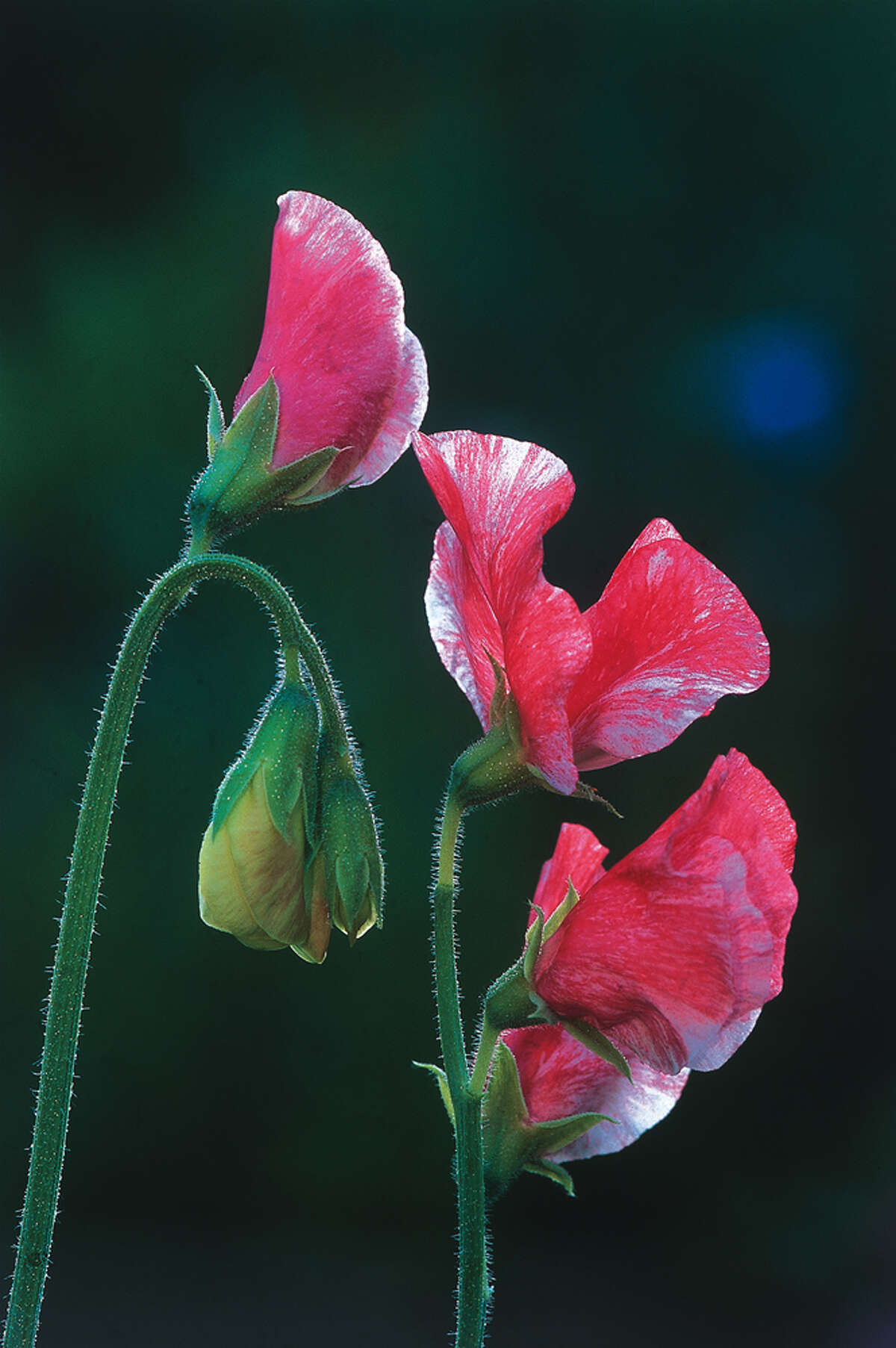 archiveplease Sweet Pea Rosy Dawn Photo from National Garden Bureau.