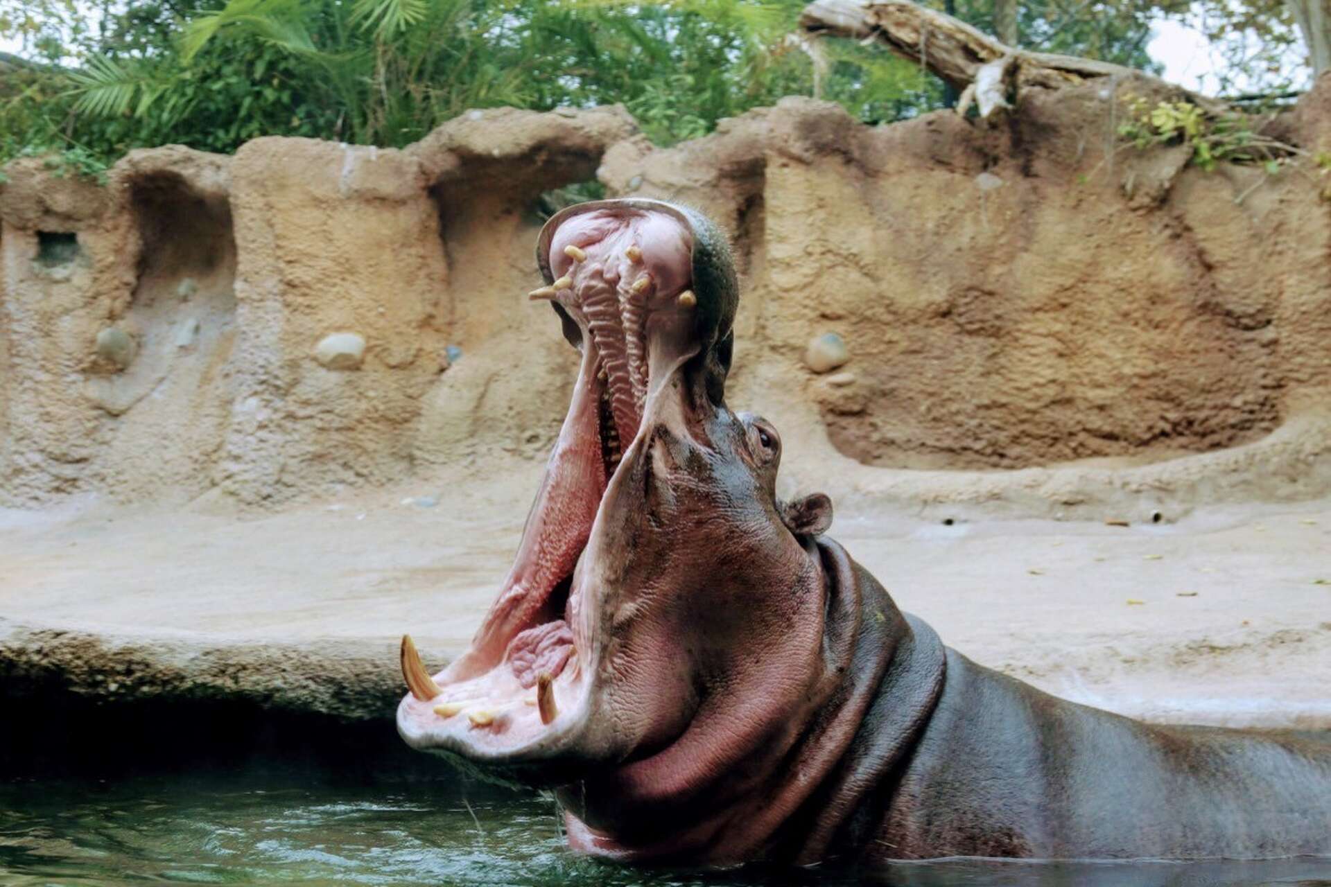 San Antonio Zoo offers $8 Locals Day admission Saturday