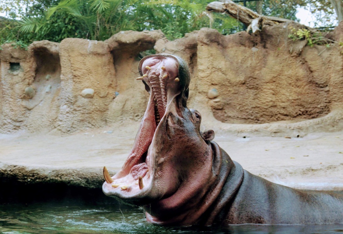 San Antonio Zoo offers $8 Locals Day admission Saturday