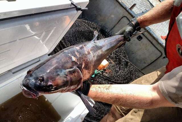Texas now rewarding $100 to stop black carp from spreading