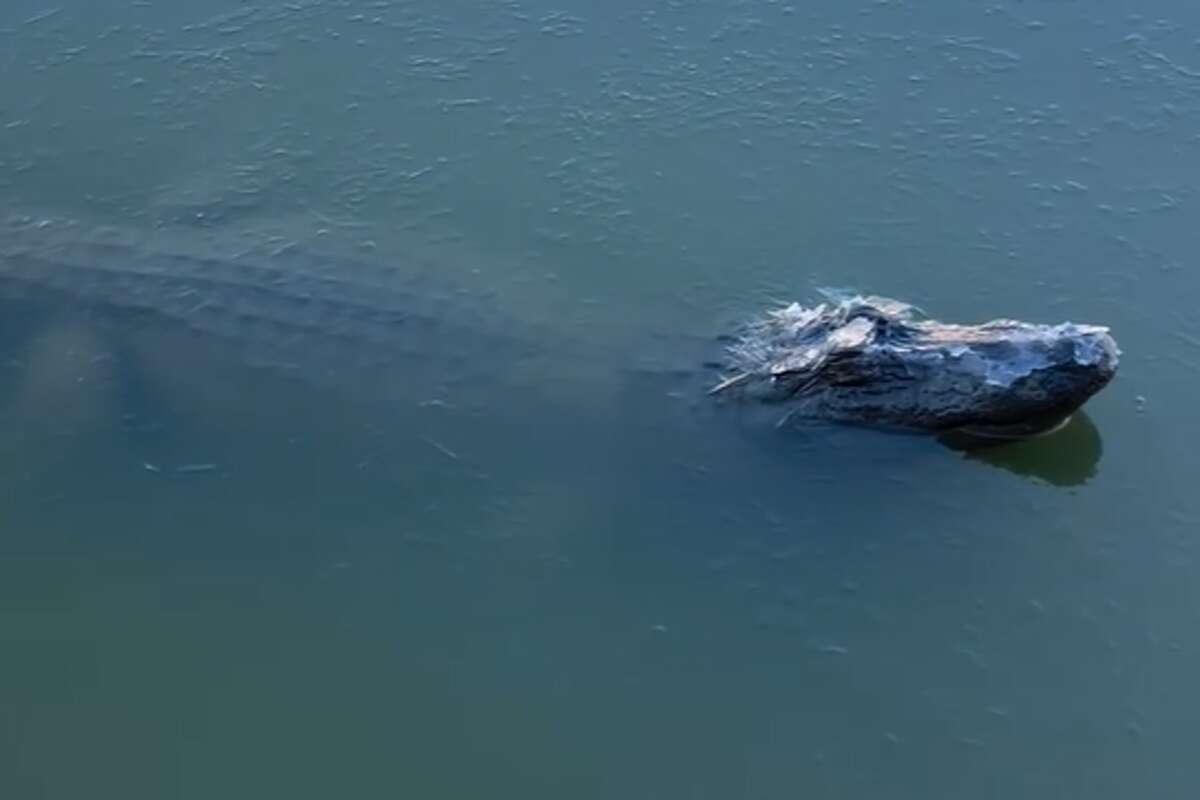 An alligator at Gator Country Adventure Park in Beaumont remains motionless beneath the ice, with its snout above the surface to breathe during brumation.