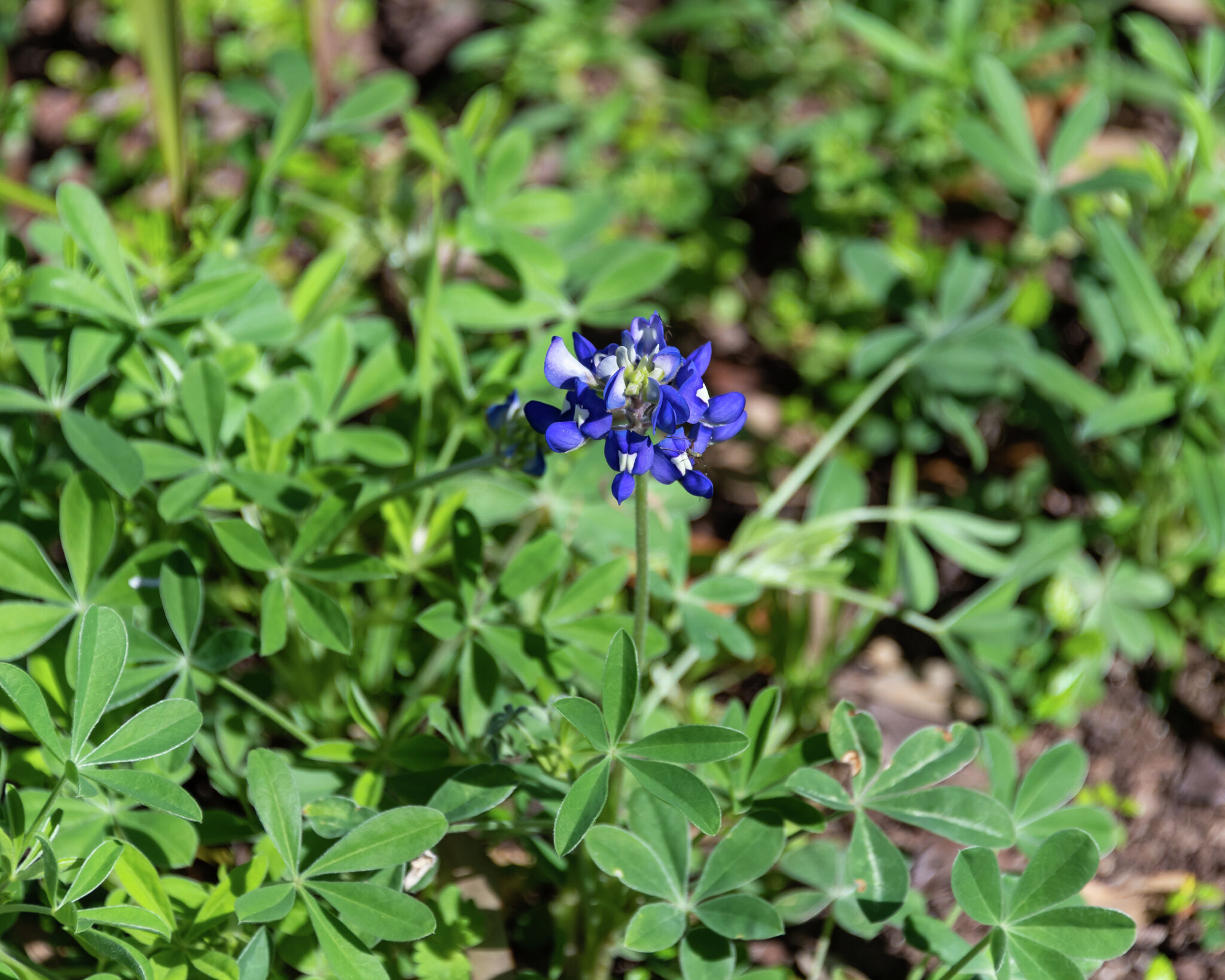 Freezing temperatures in Texas can be a good thing. Here's how