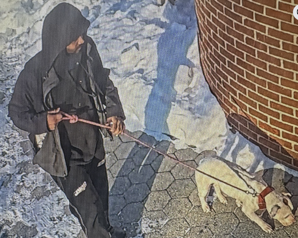 New Haven shelter seeks public’s help after dog abandoned at facility