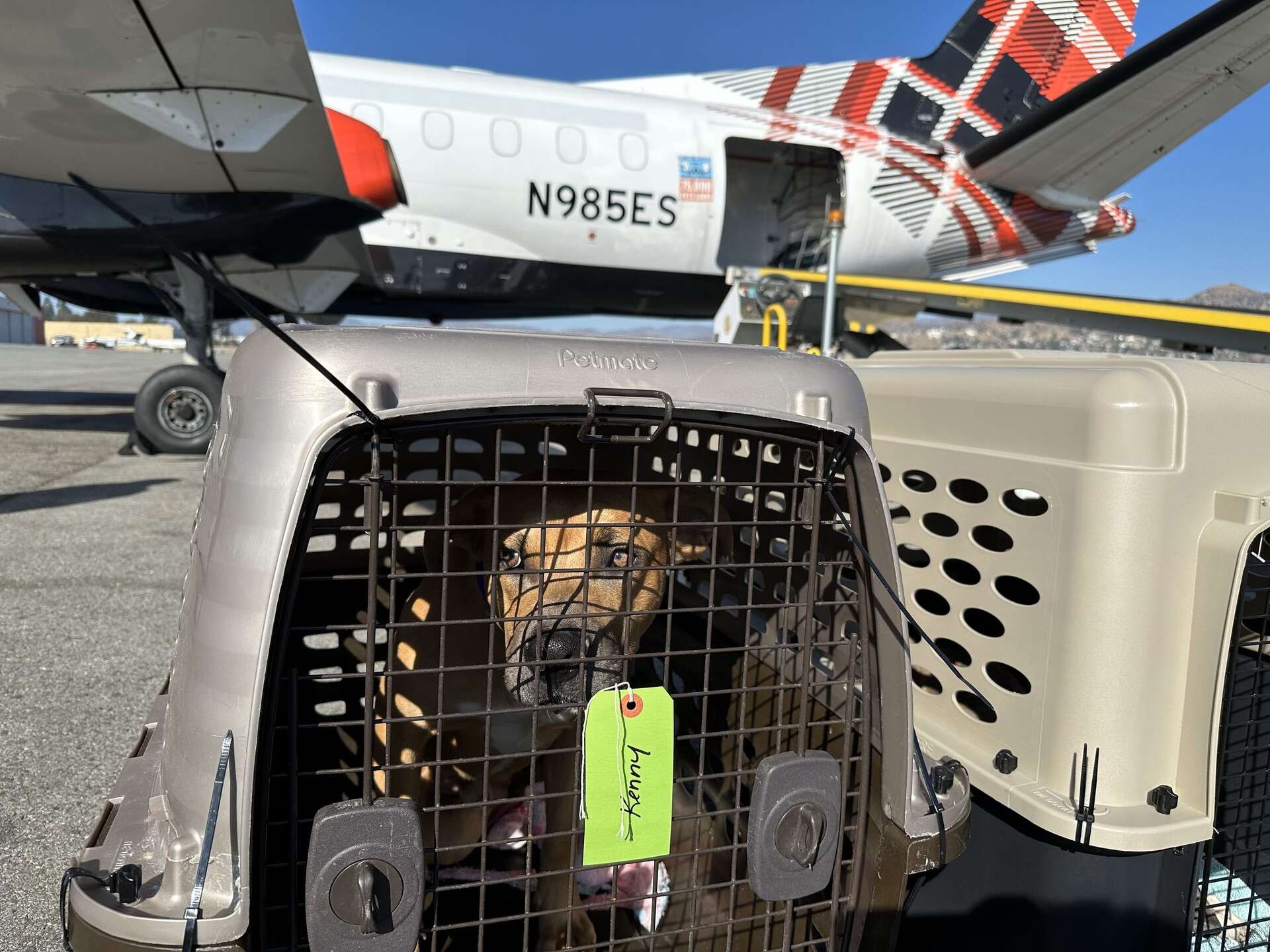 Here's how North Texans can help animals impacted by Los Angeles wildfires