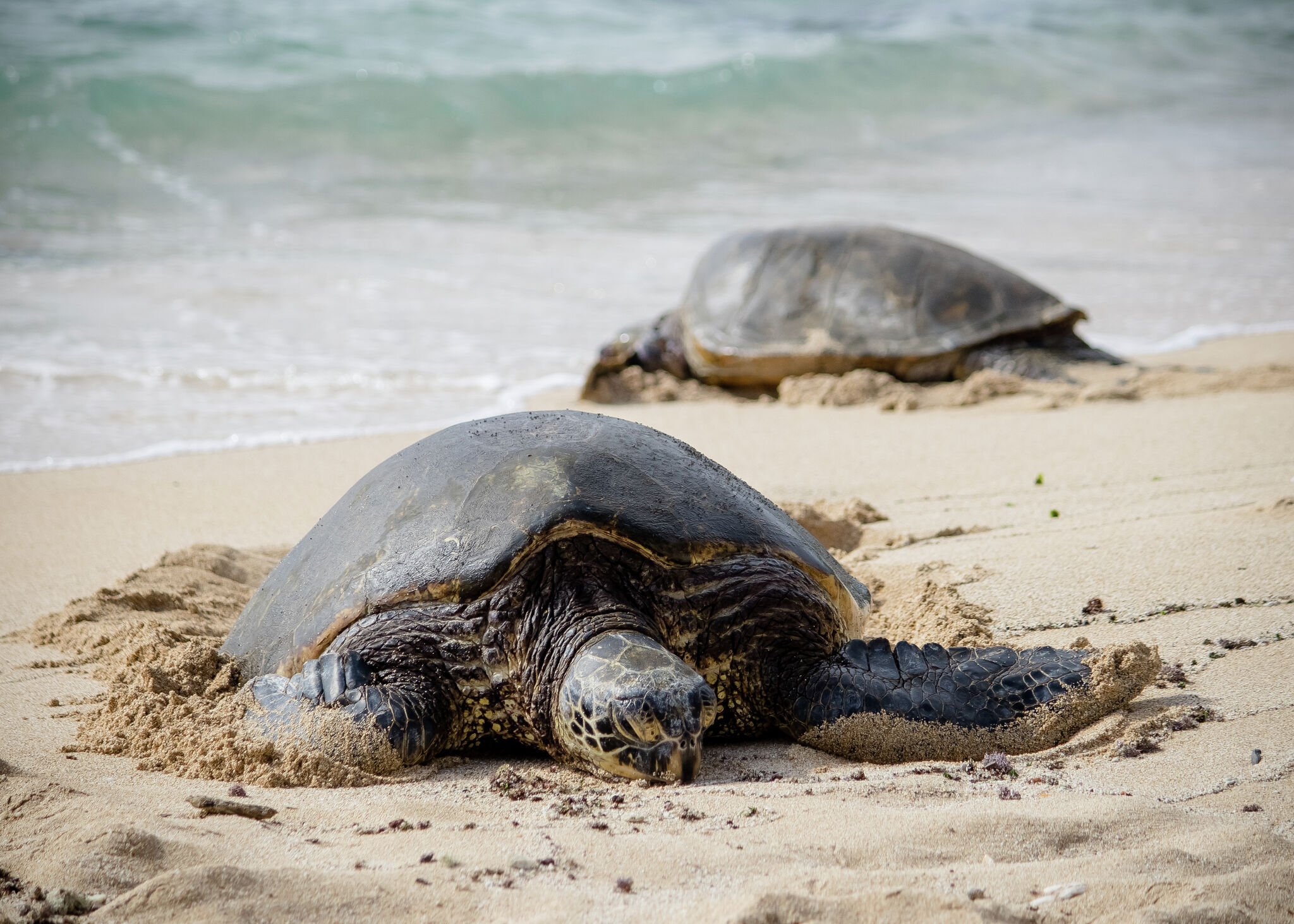 As Hawaii turtles rebound, Native Hawaiians seek harvest rights