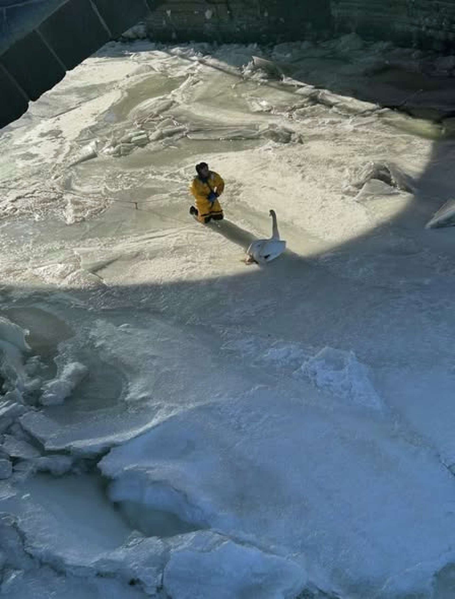 Norwalk firefighters rescue swan frozen in icy river