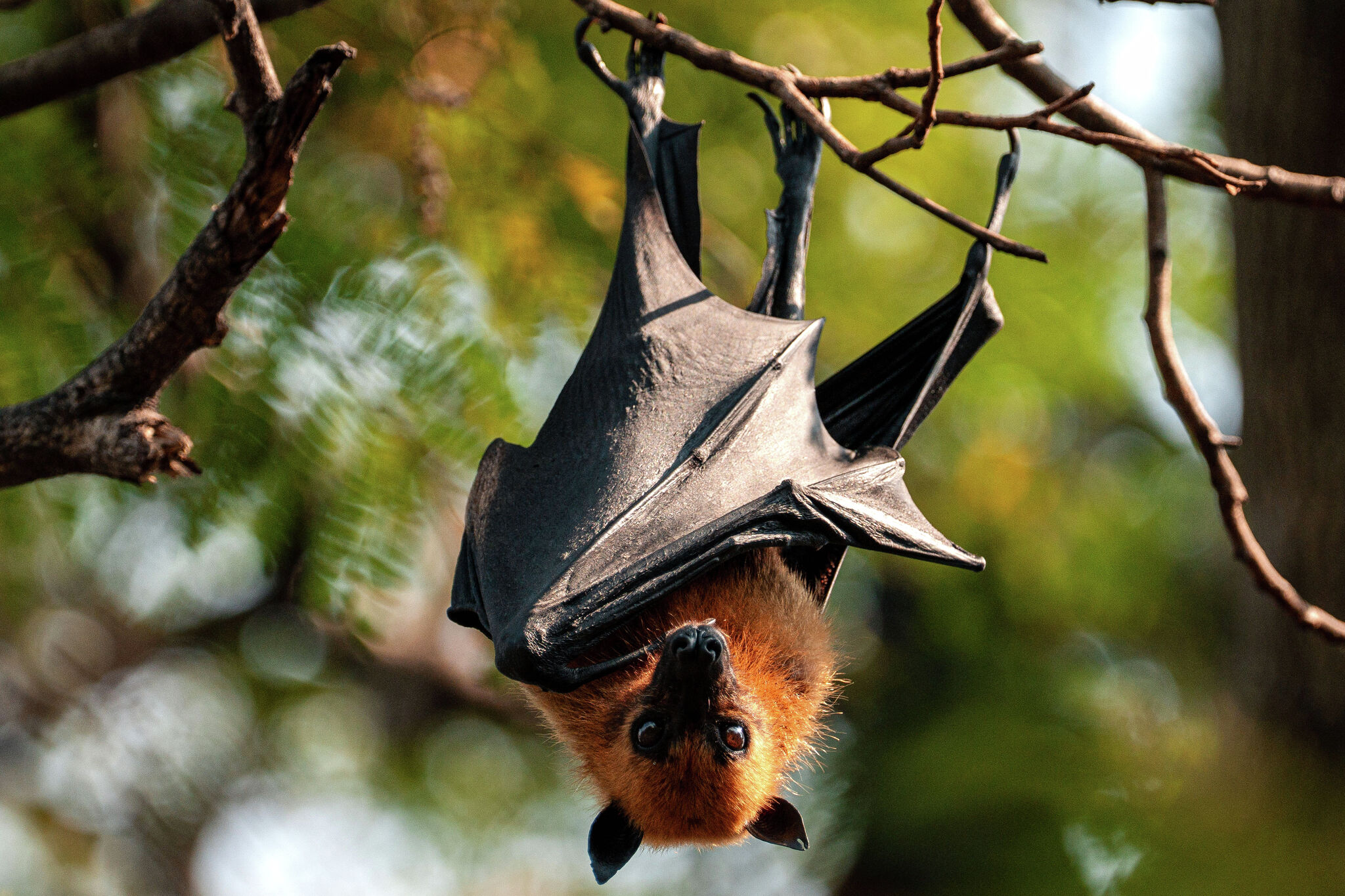 Fruit bat hanging from a tree branch in Thailand, associated with Nipah virus reservoirs