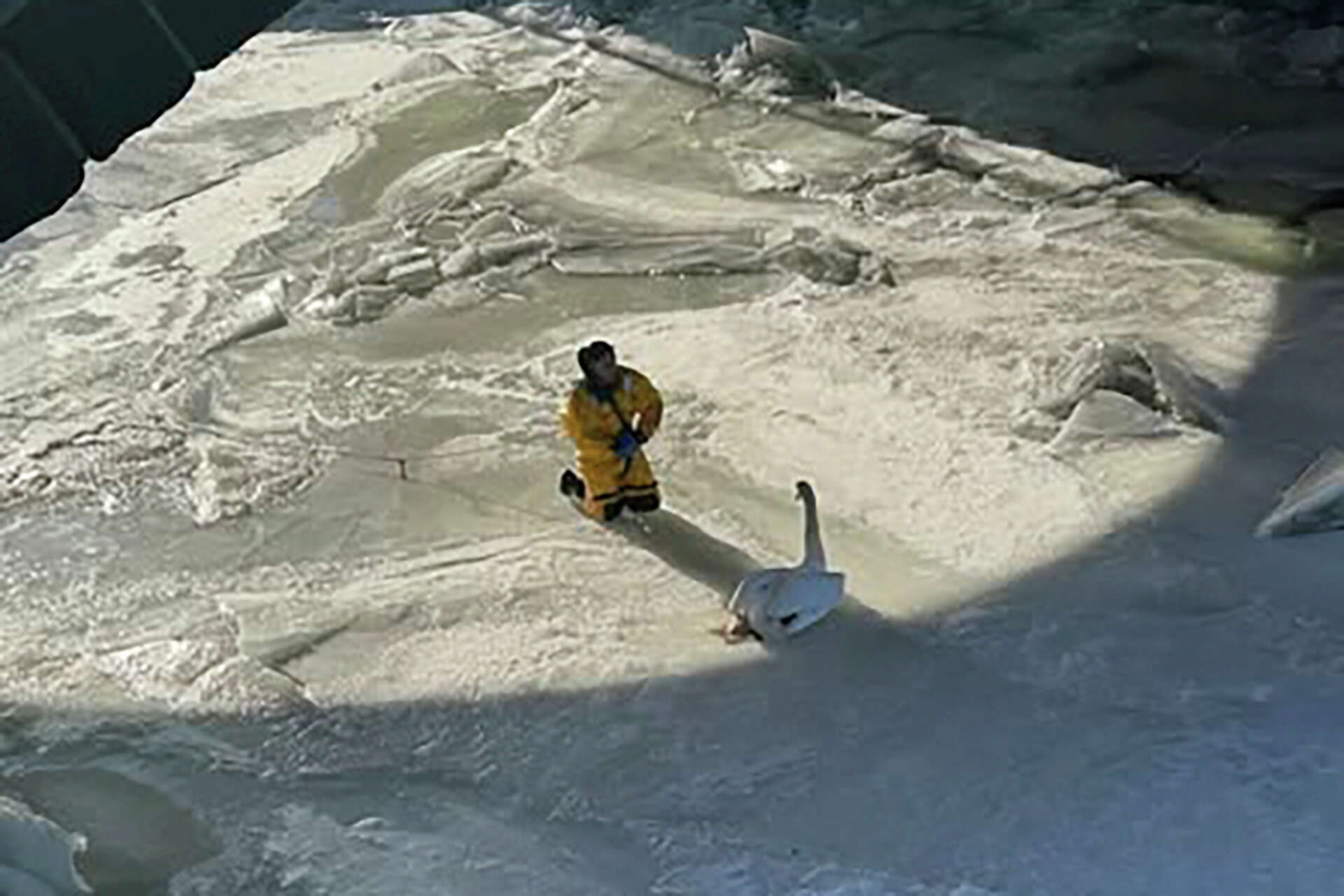 Firefighters rescue swan stuck in frozen Connecticut river