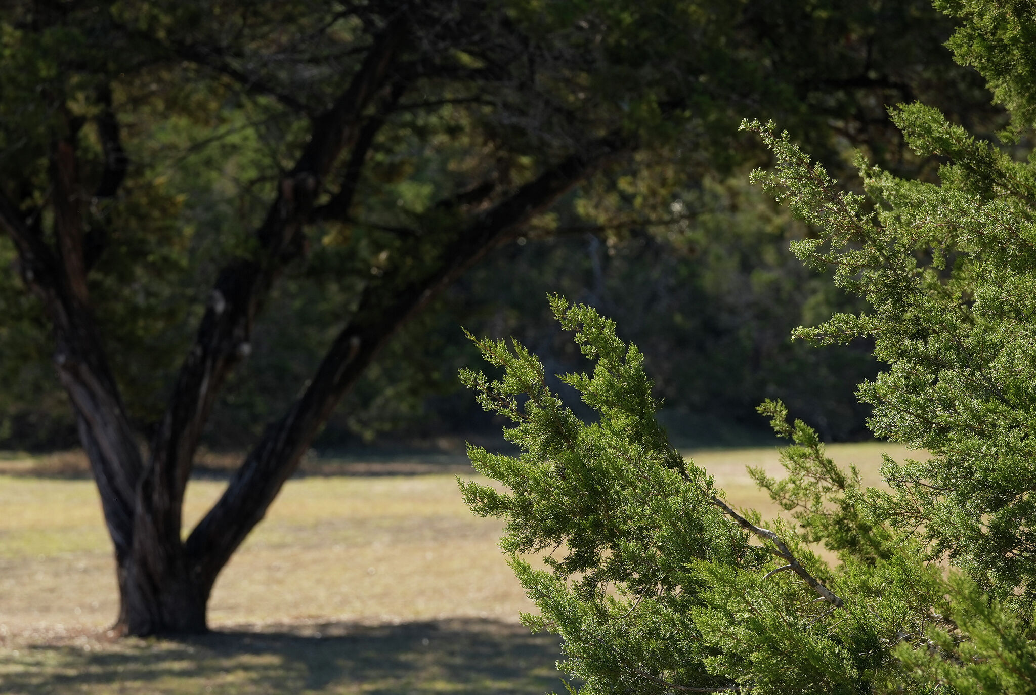 Cedar fever is happening in Austin but what does that mean?