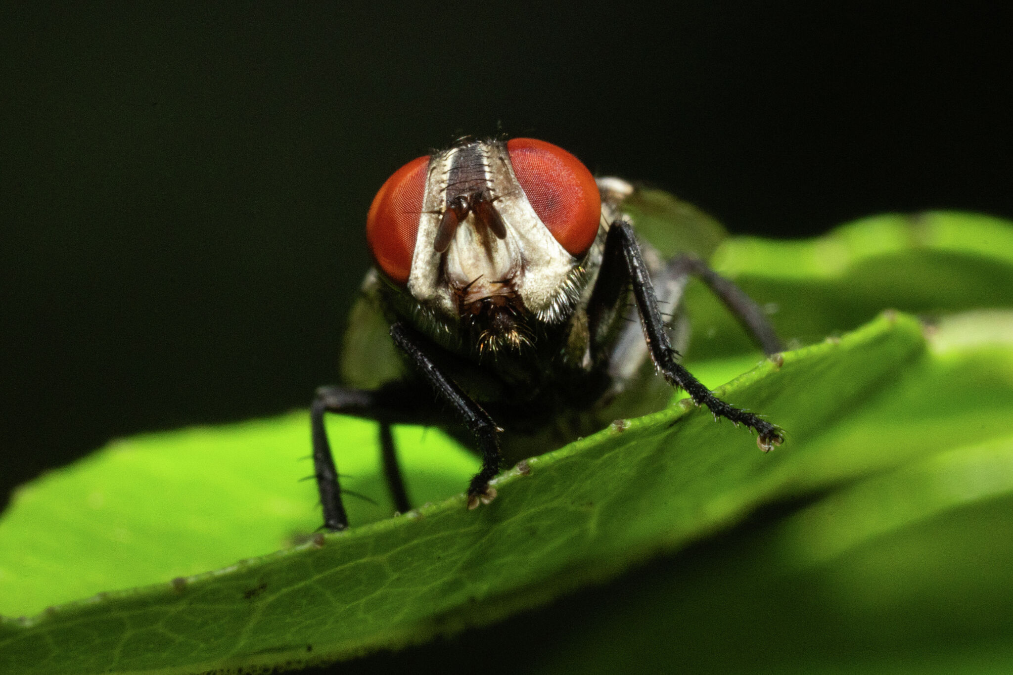 What is the New World Screwworm and how dangerous is it?