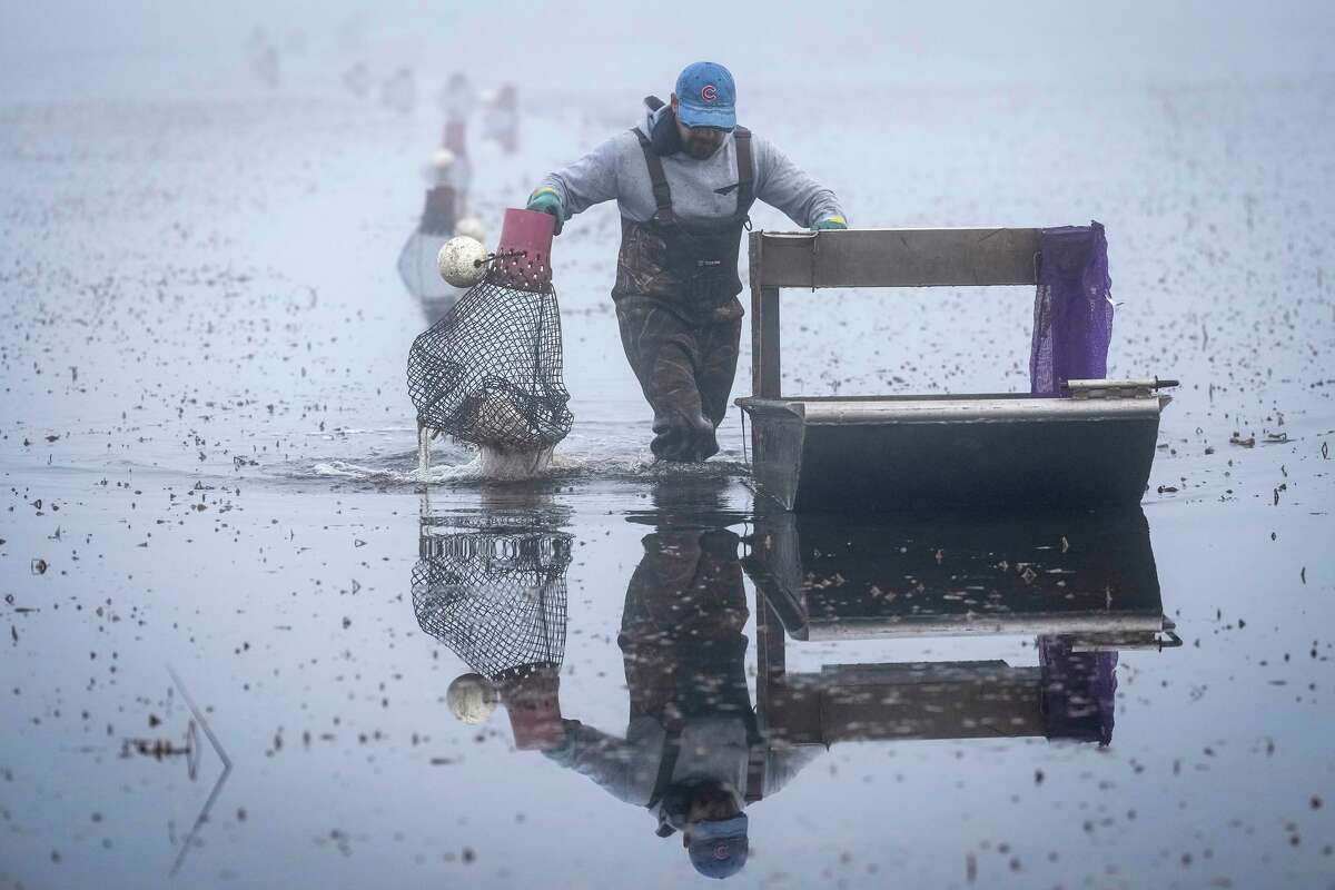 George Macias picks up crawfish traps while harvesting the catch at Bayou Best Crawfish Farm in Sour Lake, Monday, Feb. 9, 2026.